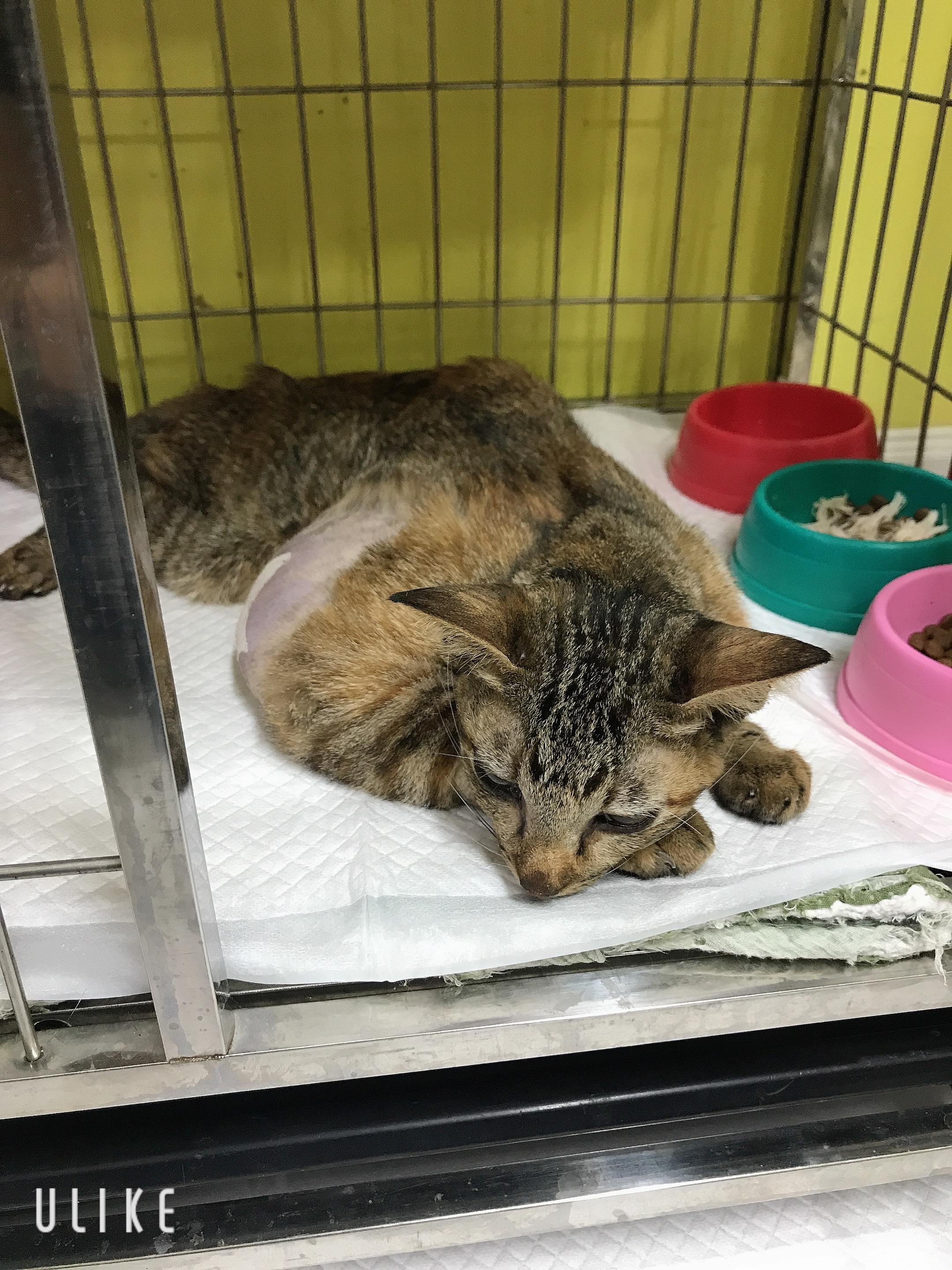 Watcharapol Animal Hospital