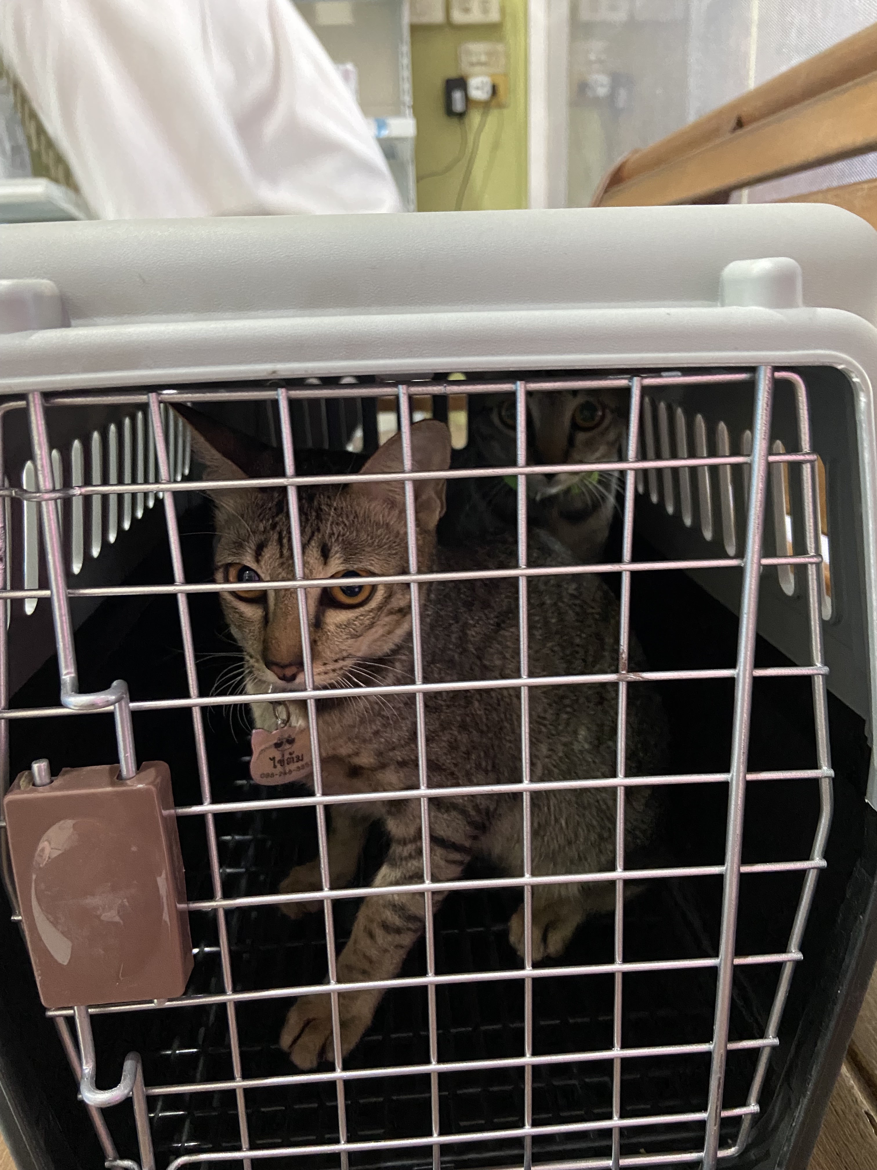 Watcharapol Animal treatment
