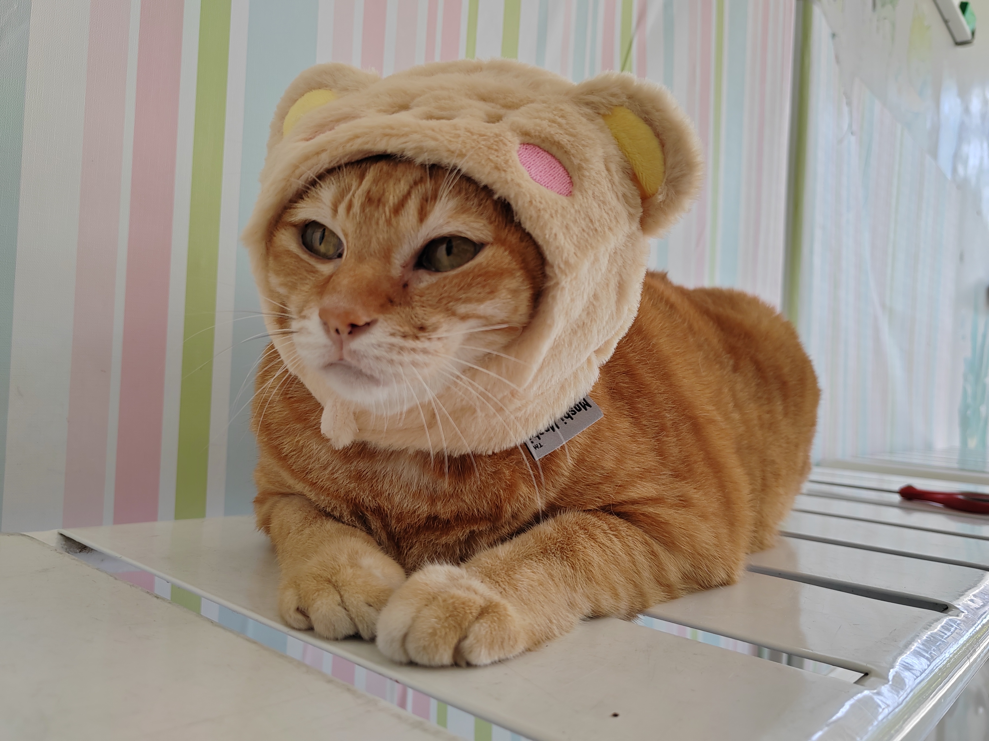 Animal Medicine