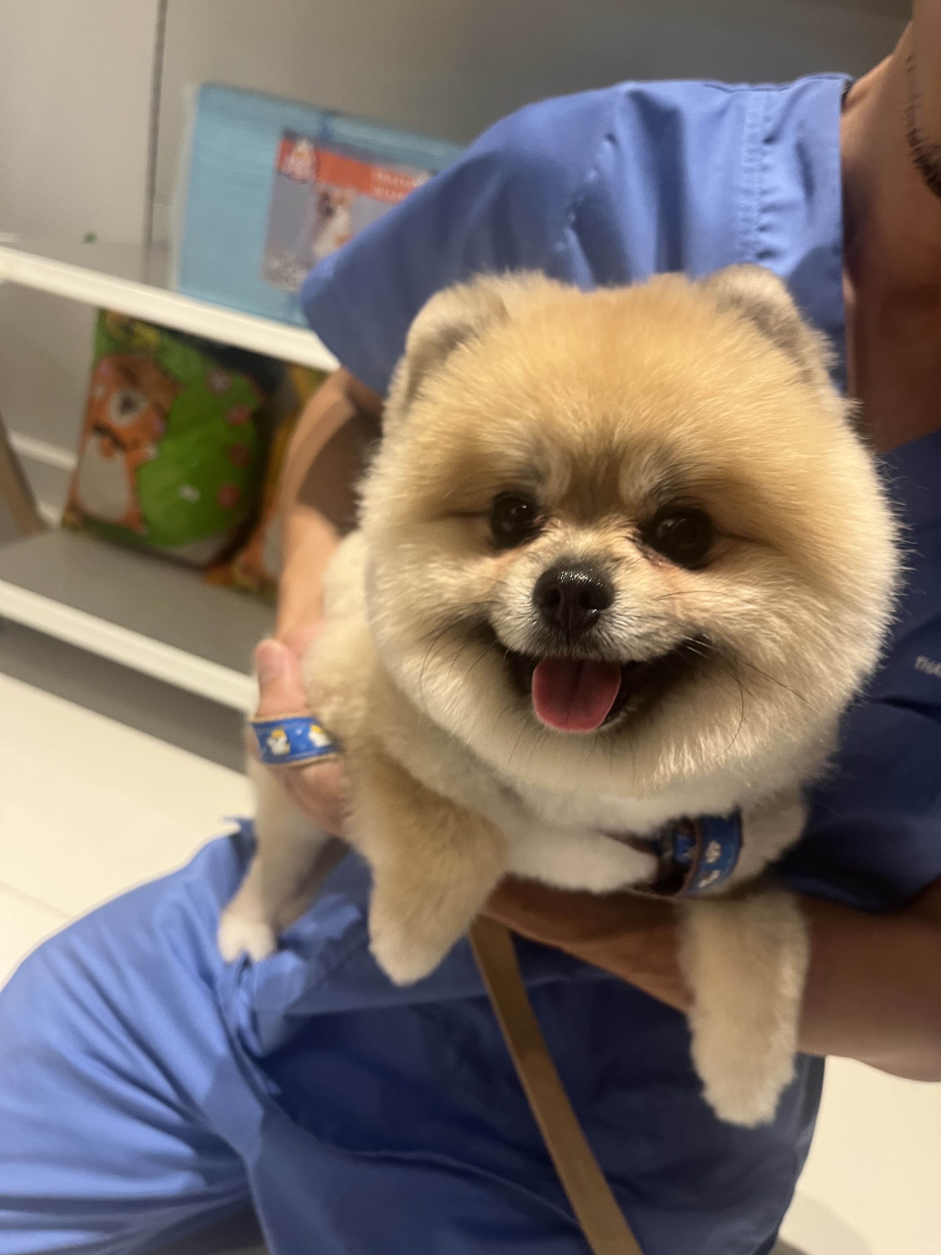 Hajime Pet Care Animal Treatment
