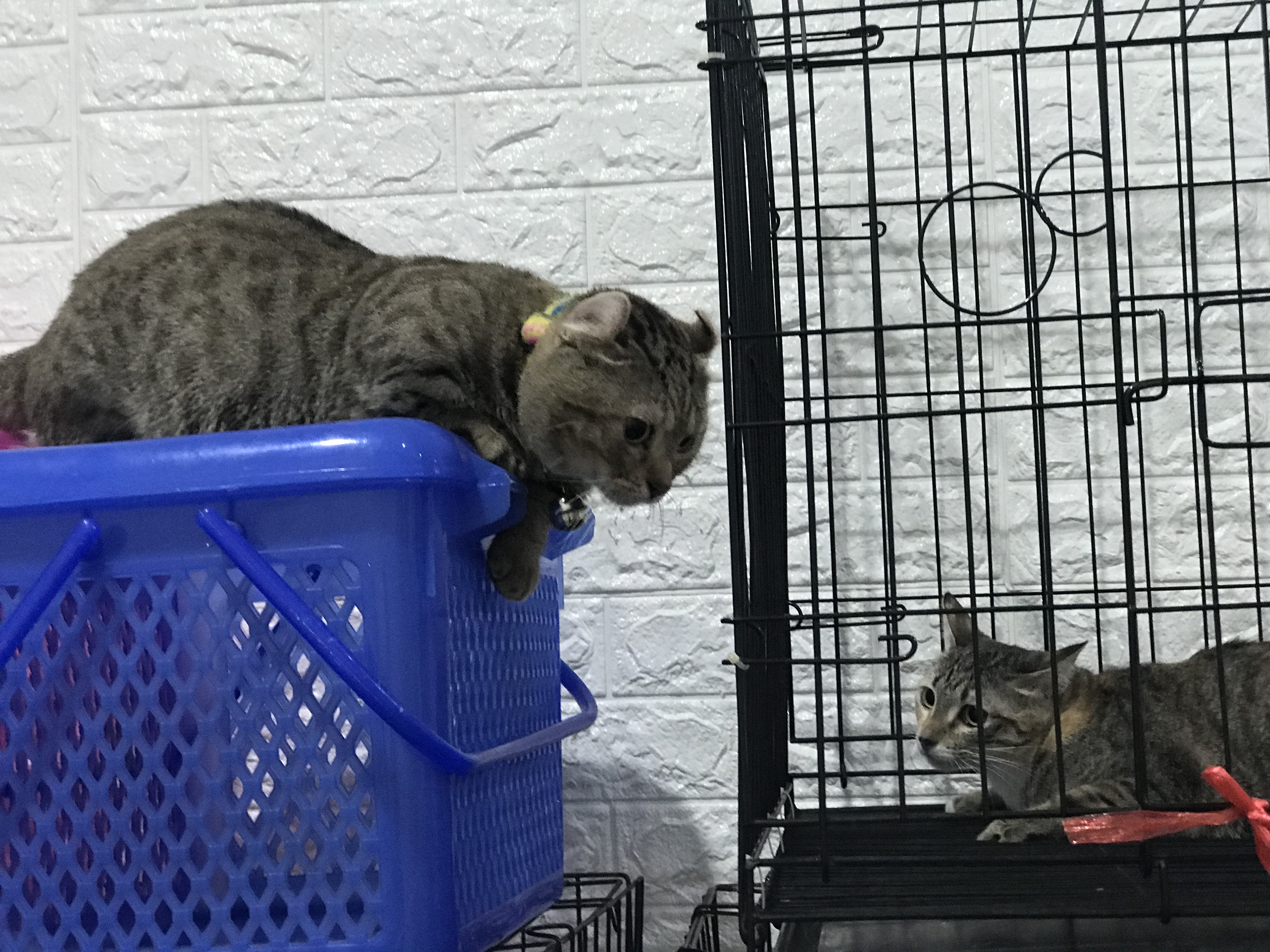 Liabwari Animal Hospital