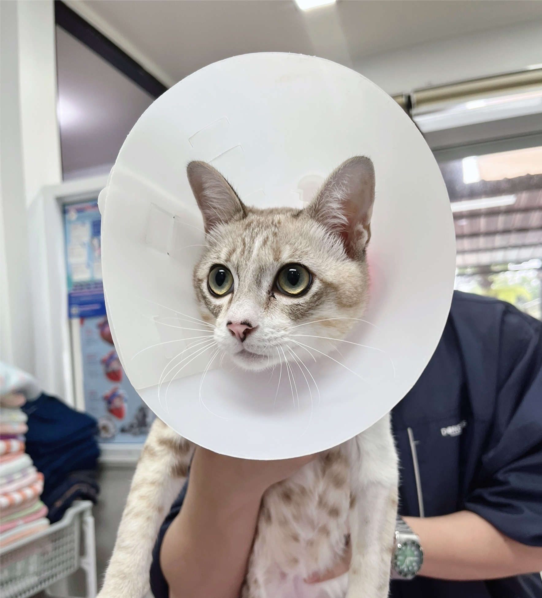 Kanchanapisek Animal Hospital