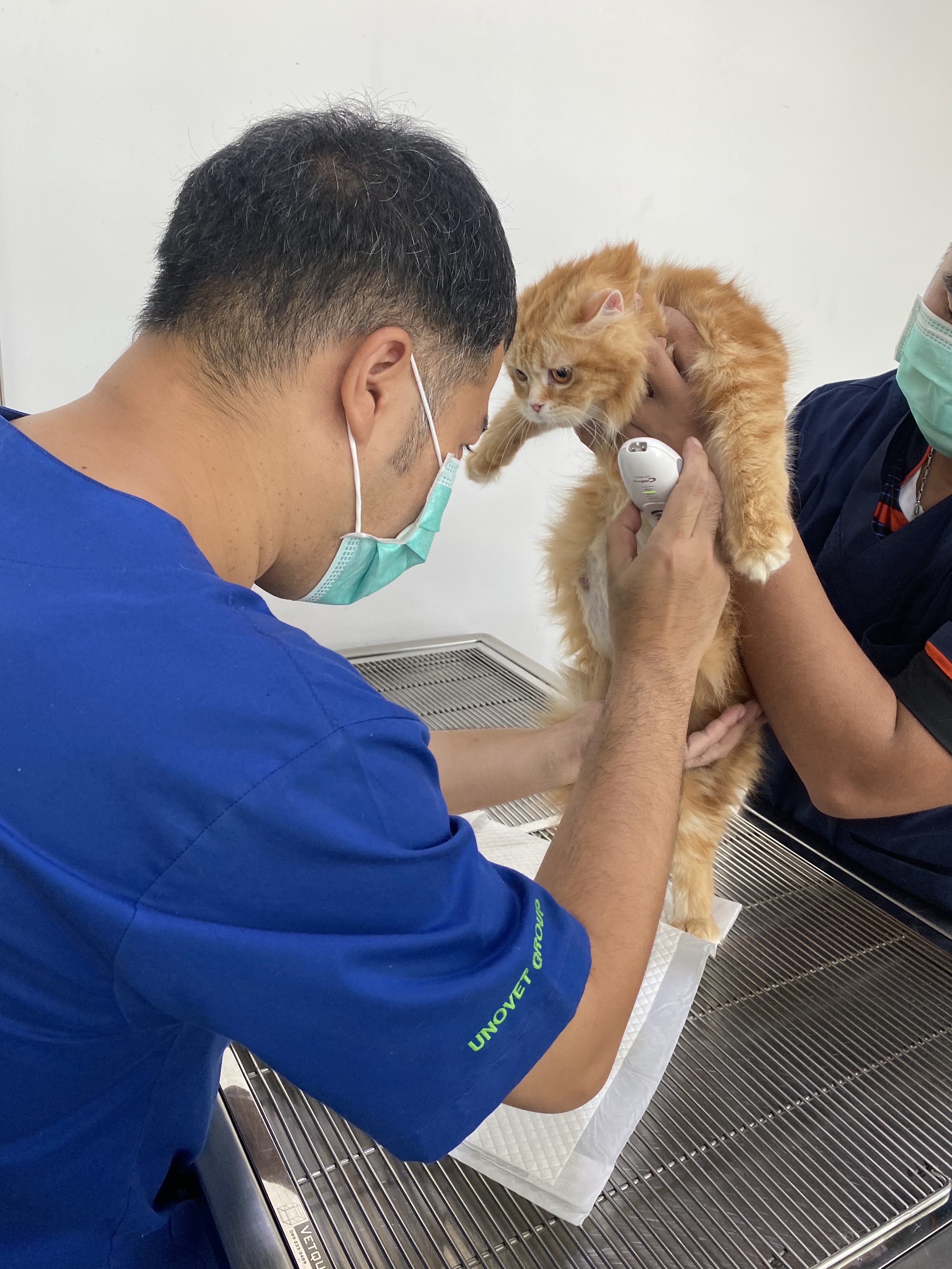 Doctor Cat Animal Hospital