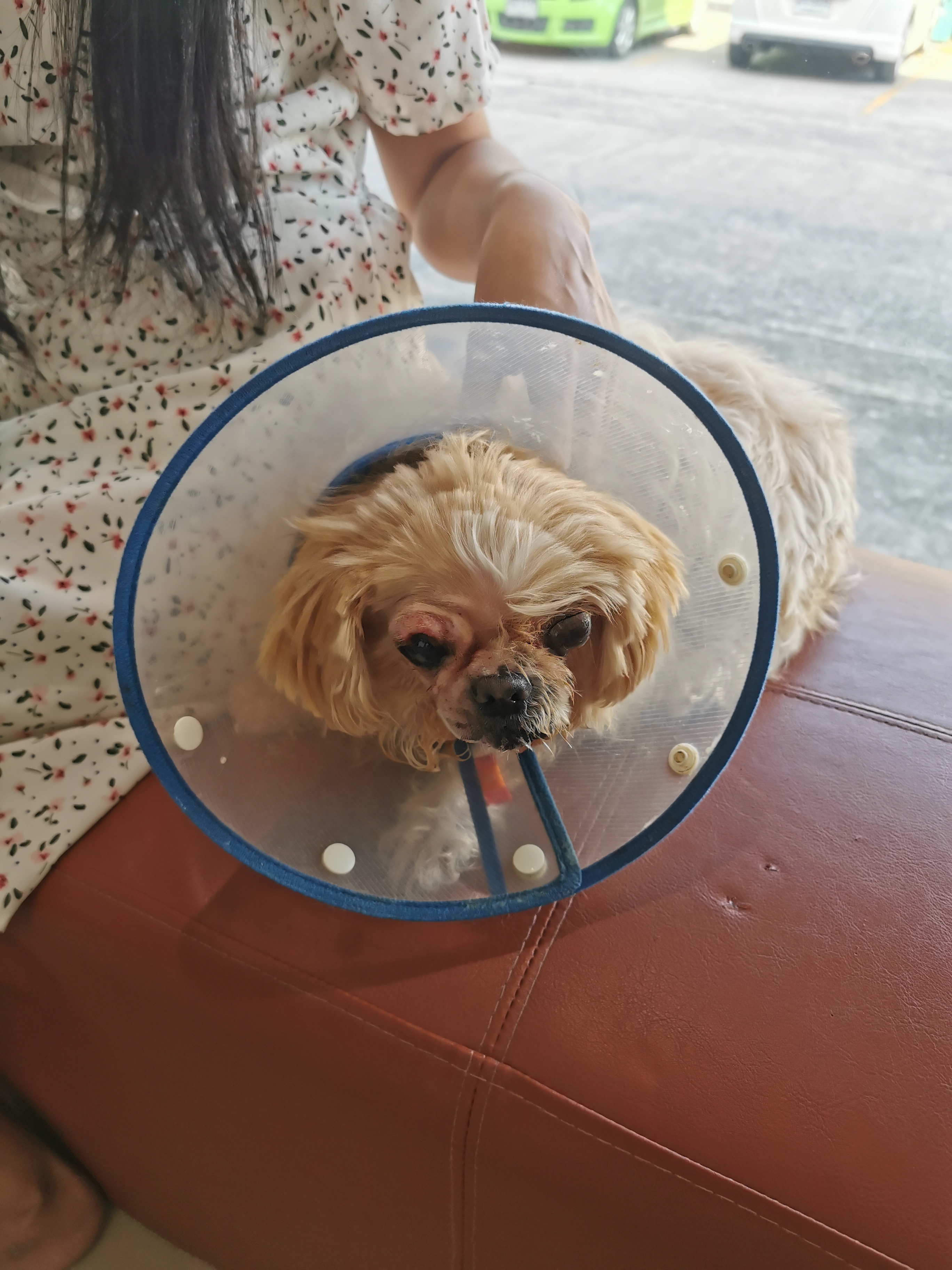 Thompson Rak Animal Hospital