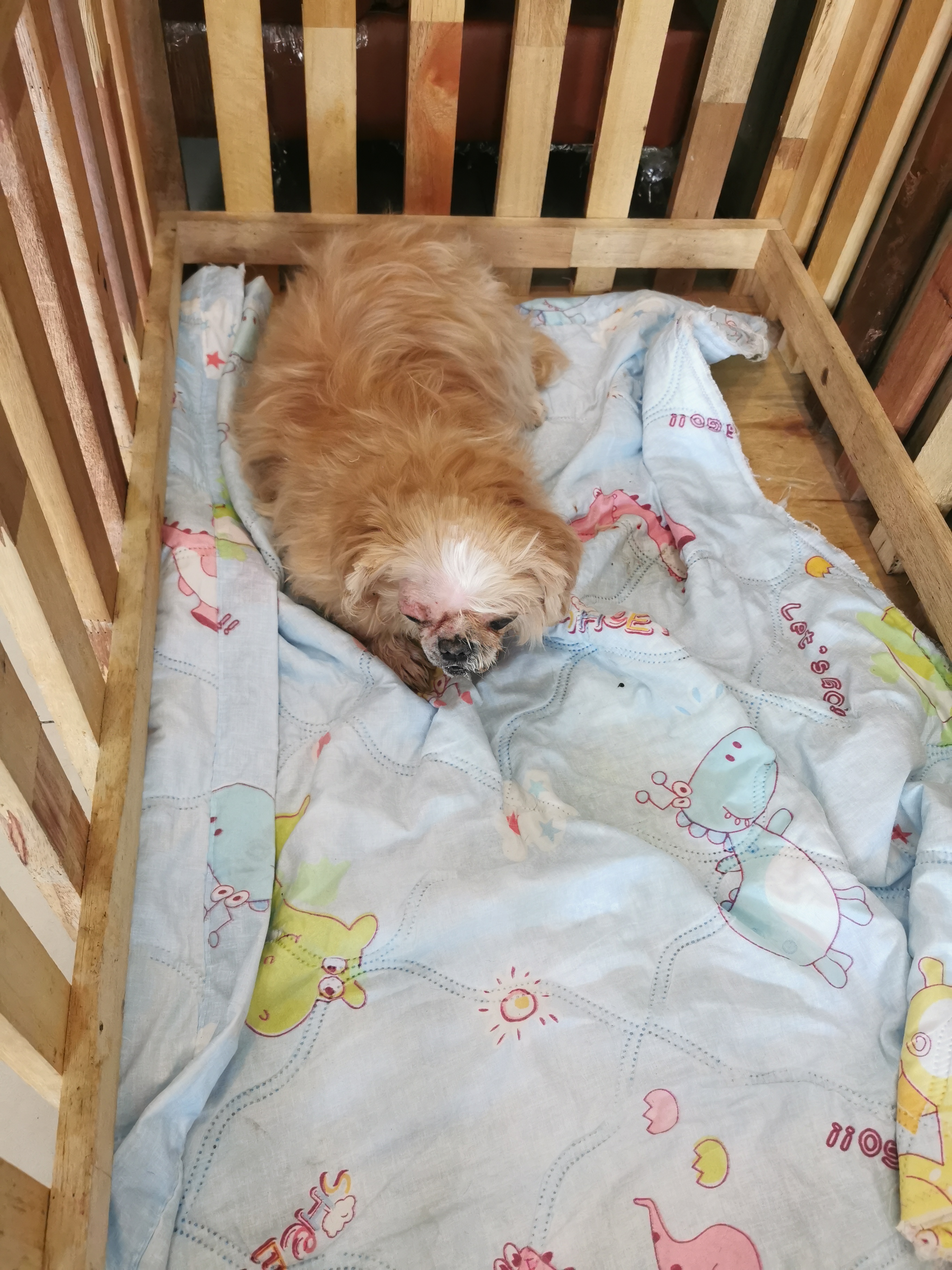 Thompson Rak Animal Hospital