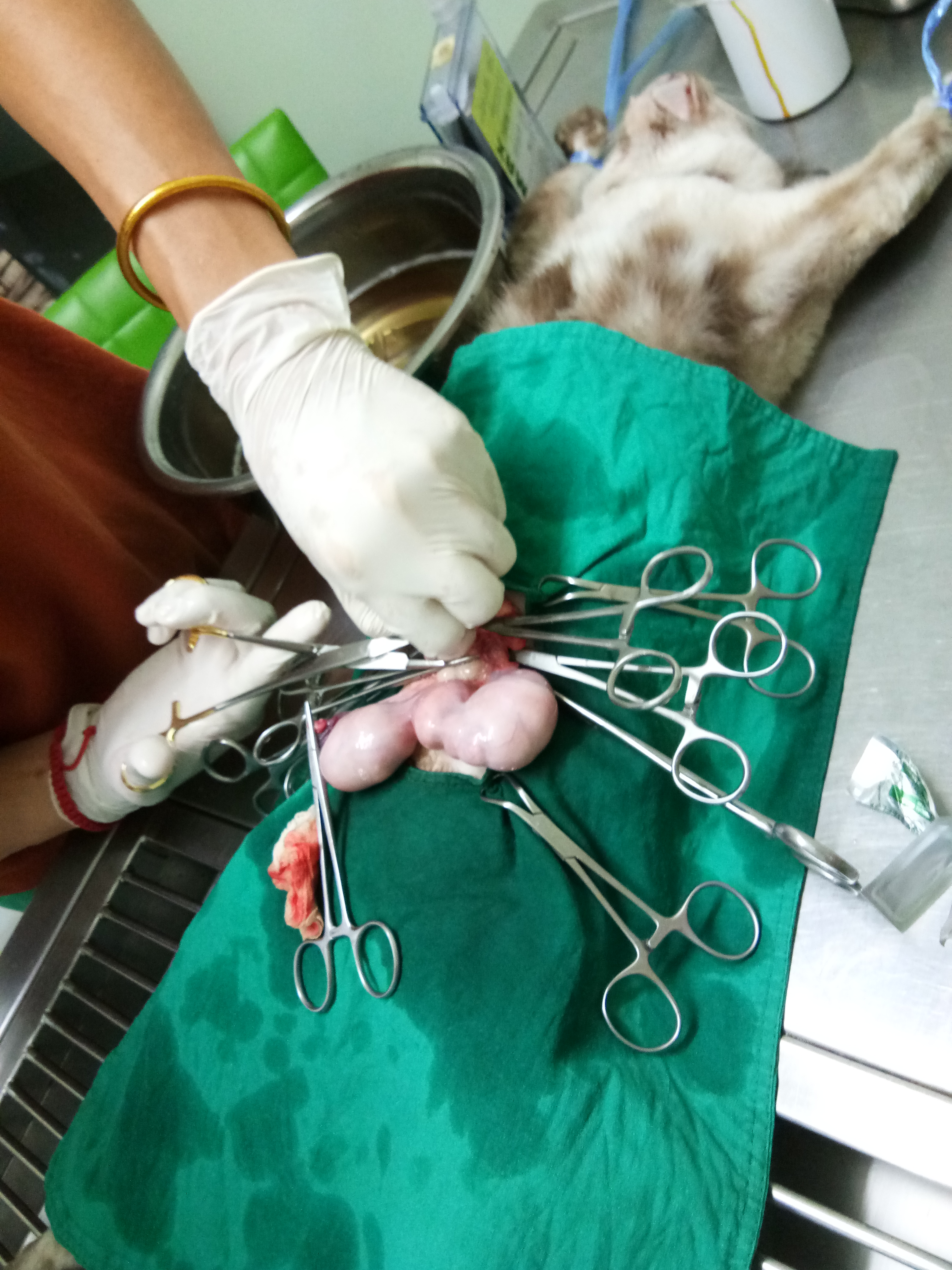 Animal Treatment Friendship Clinic