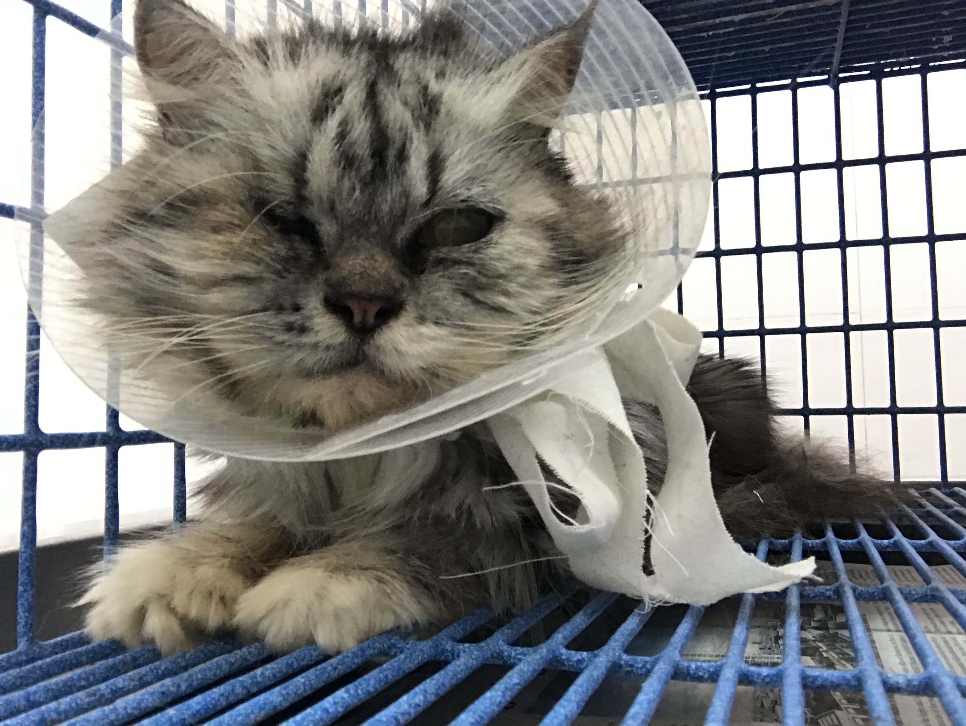 HL Pet Hospital