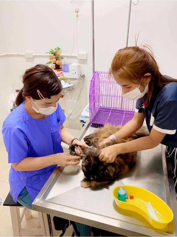Description Animal treatment