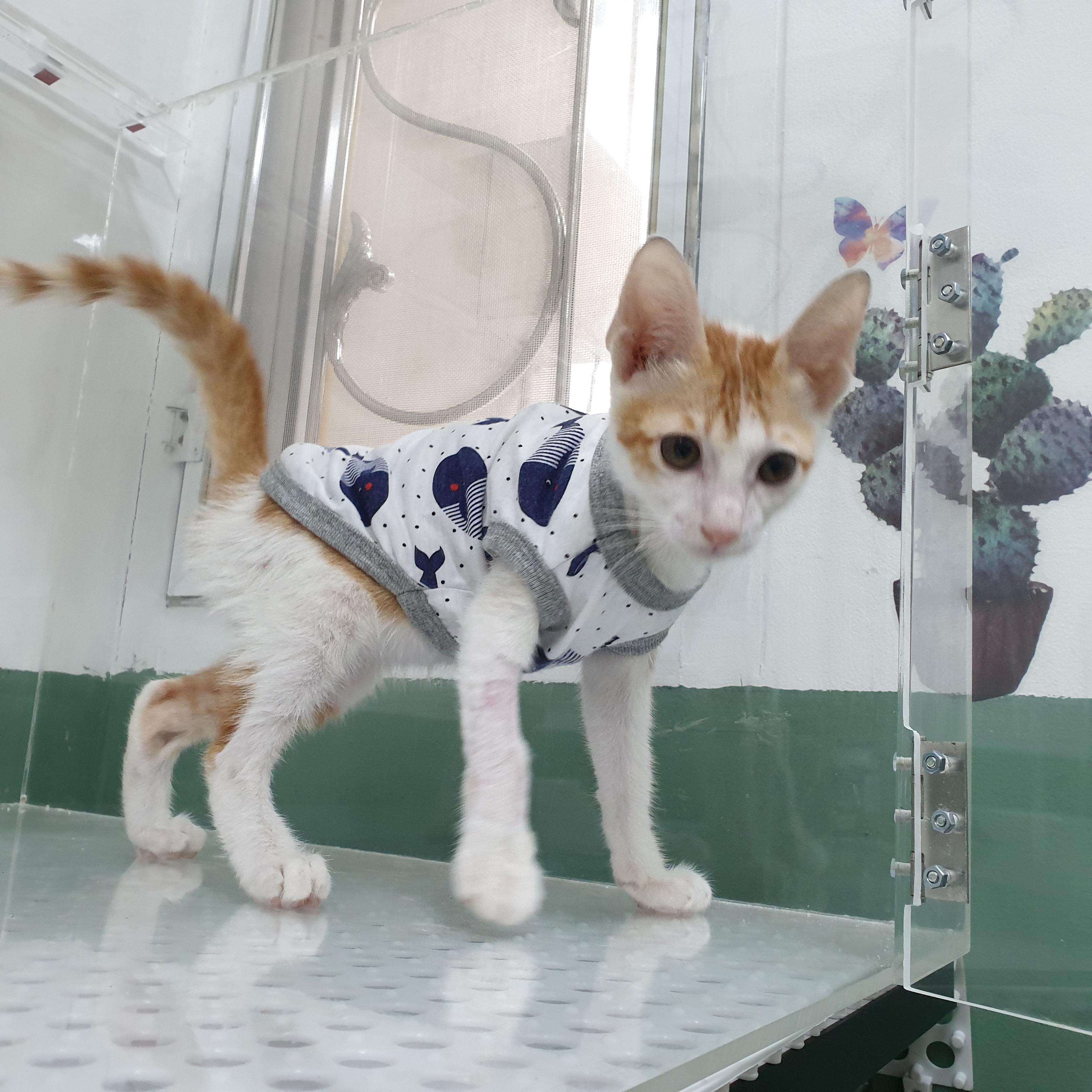 Sincere house for animal treatment