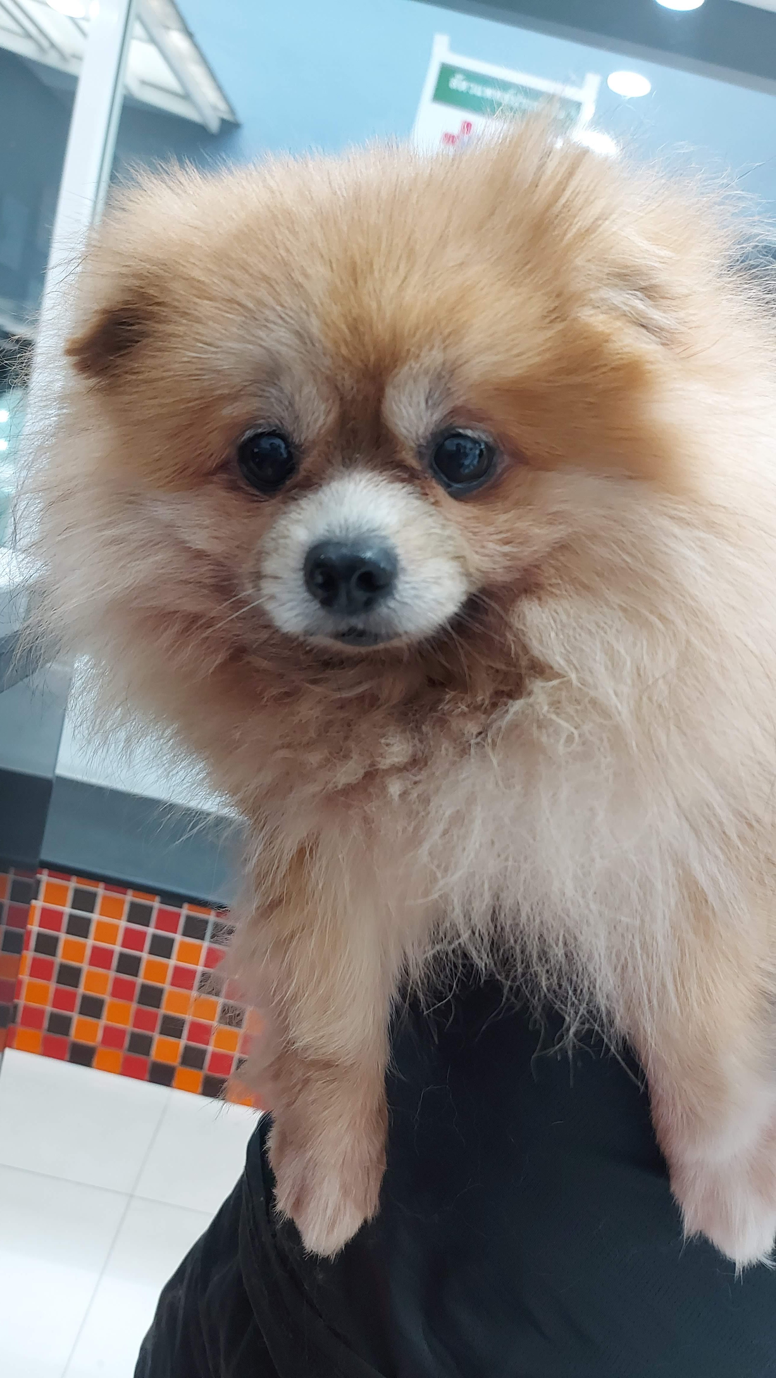 Treatment of Prempracha animals