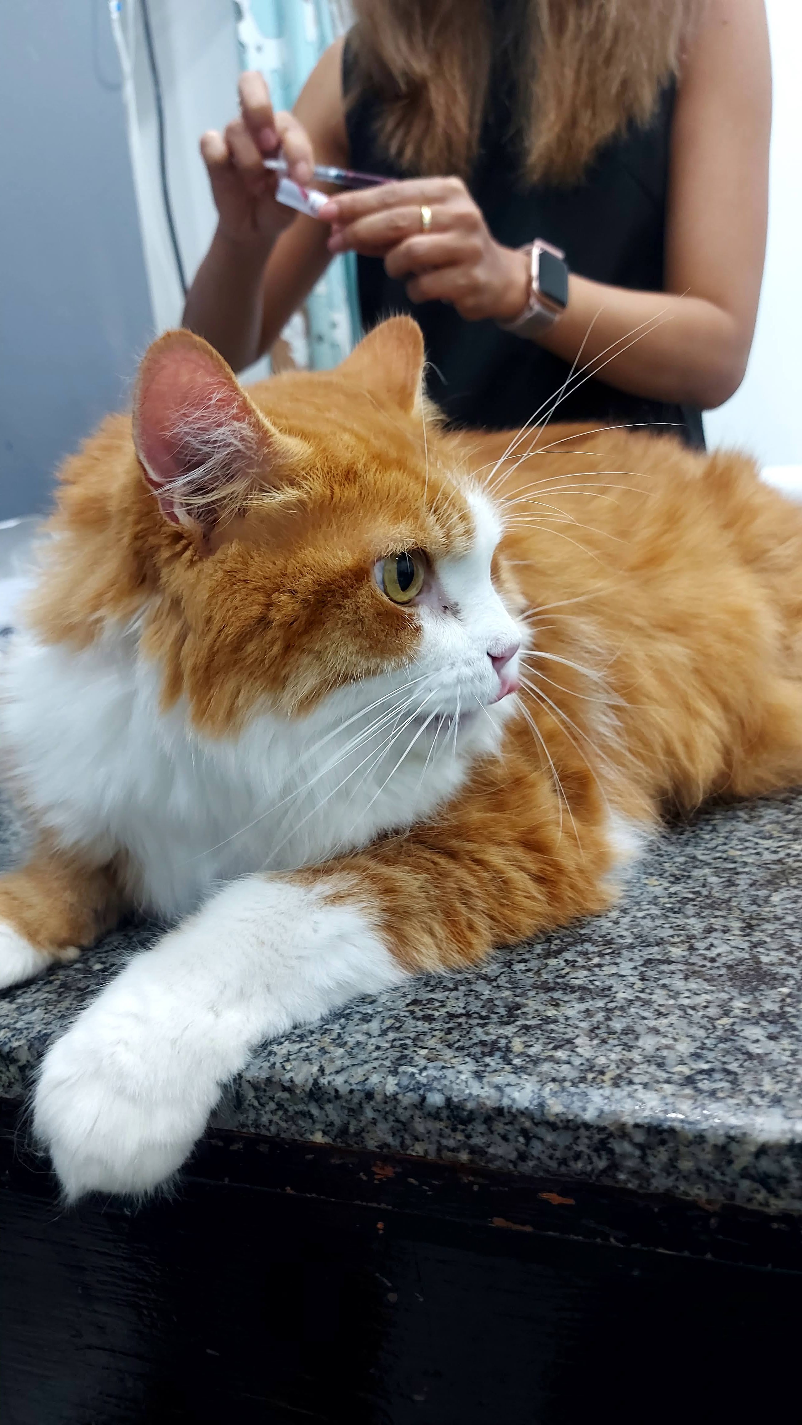 Treatment of Prempracha animals