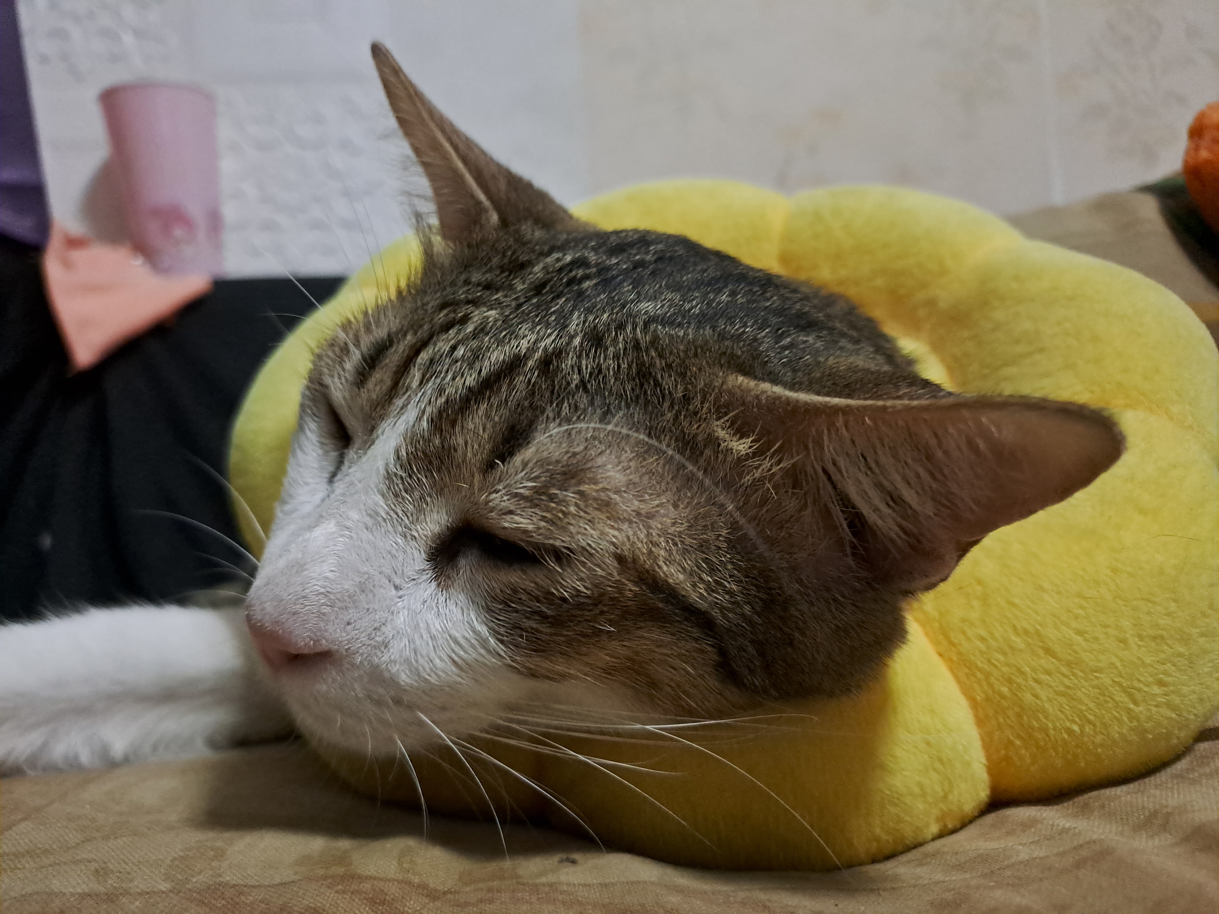 Animal Medicine Doctor