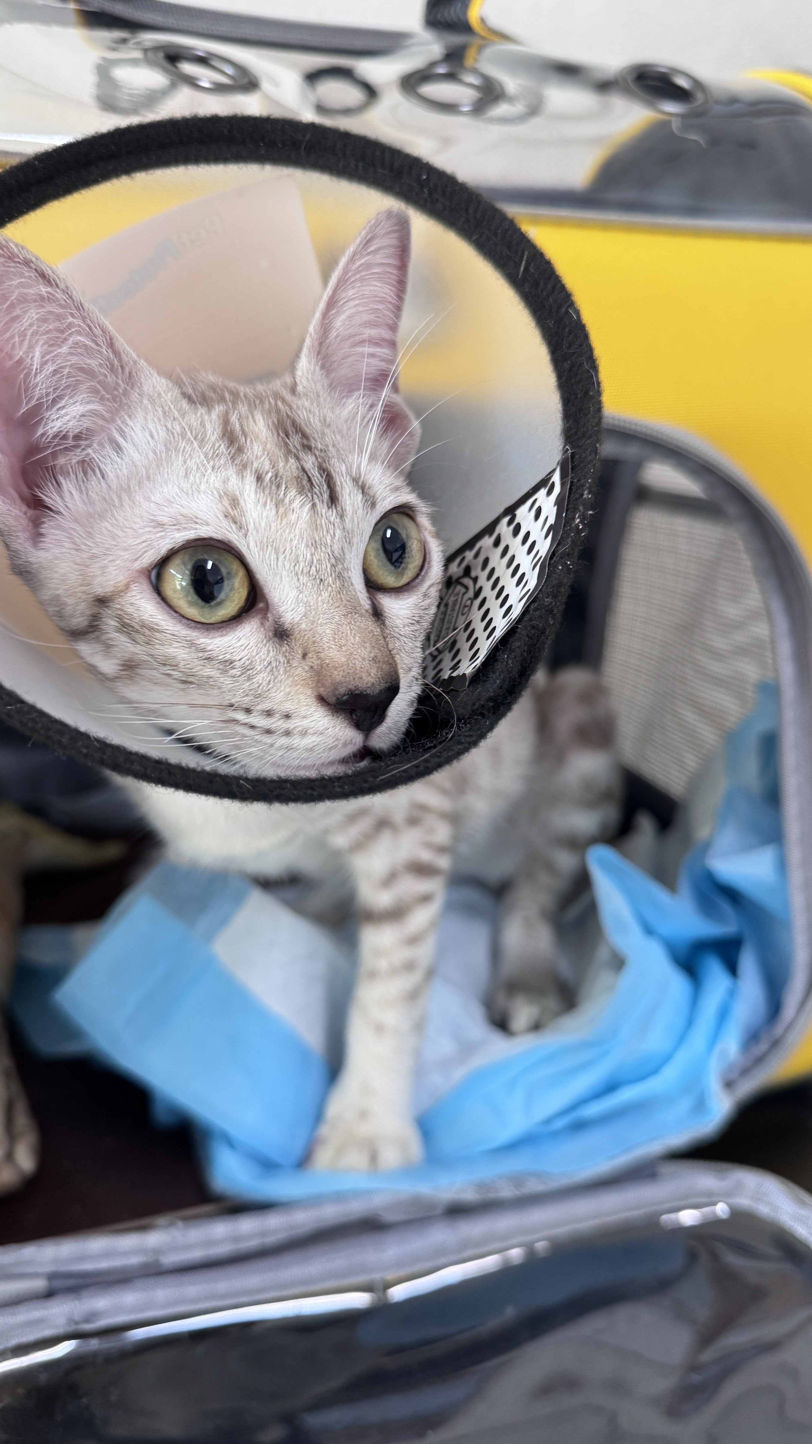 Arun Thong Animal Treatment Clinic