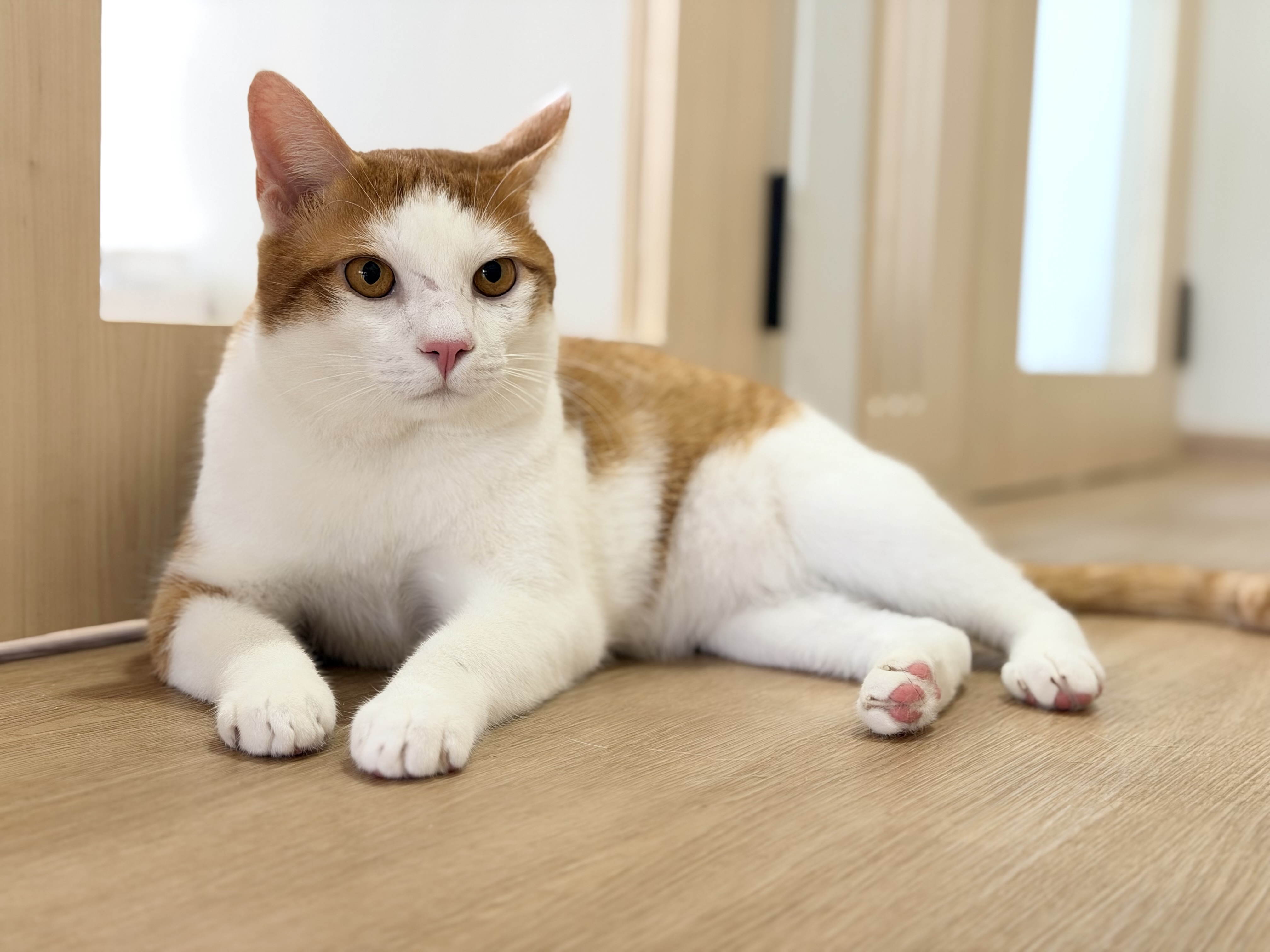 Pet Home Clinic