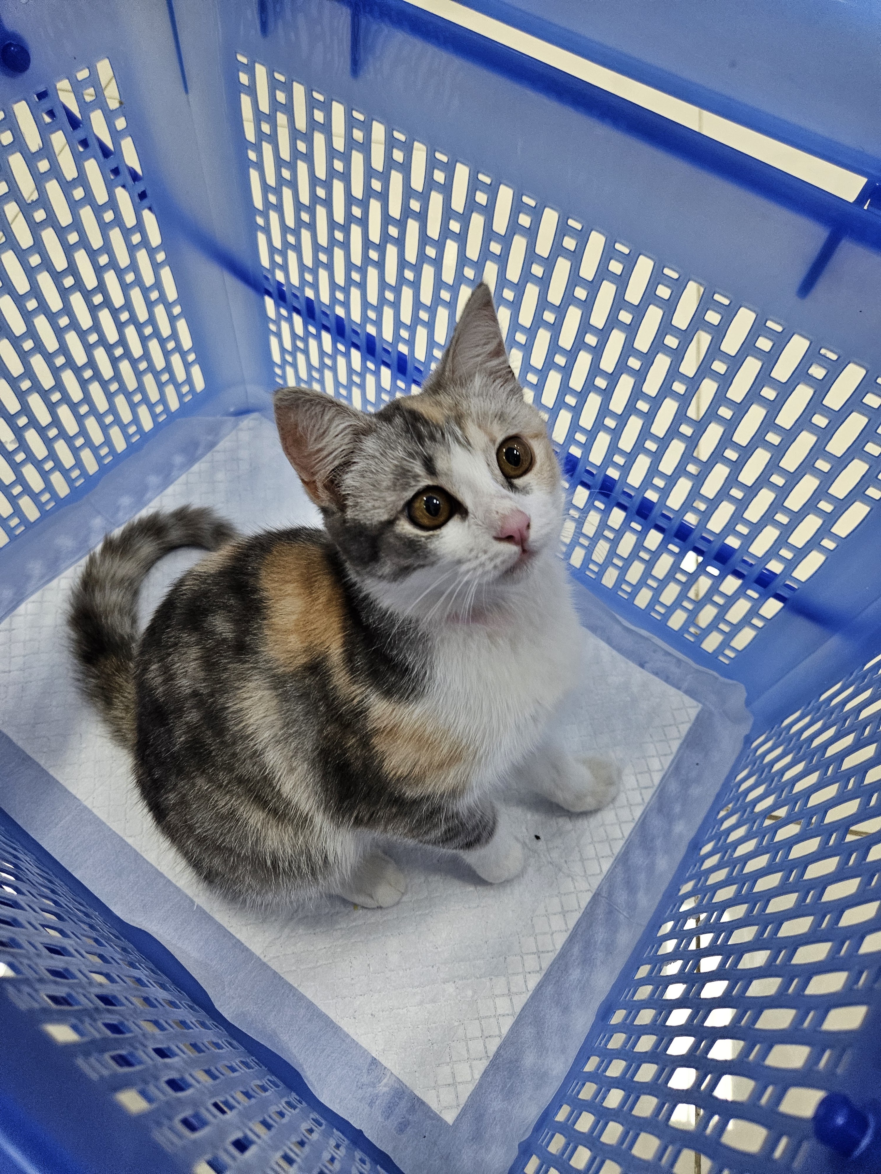 Animal treatment clinics near each other