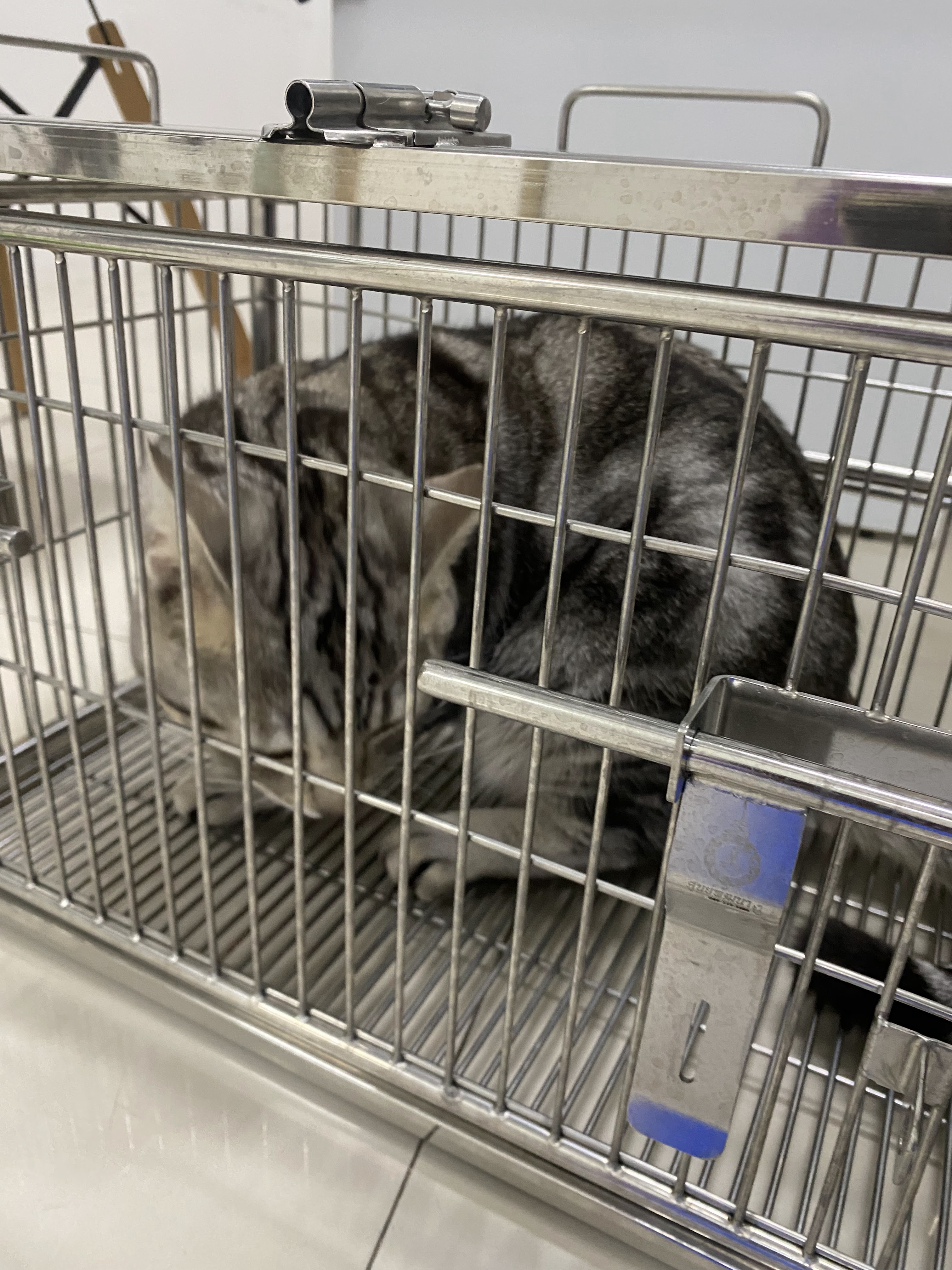 Animal treatment clinics near each other