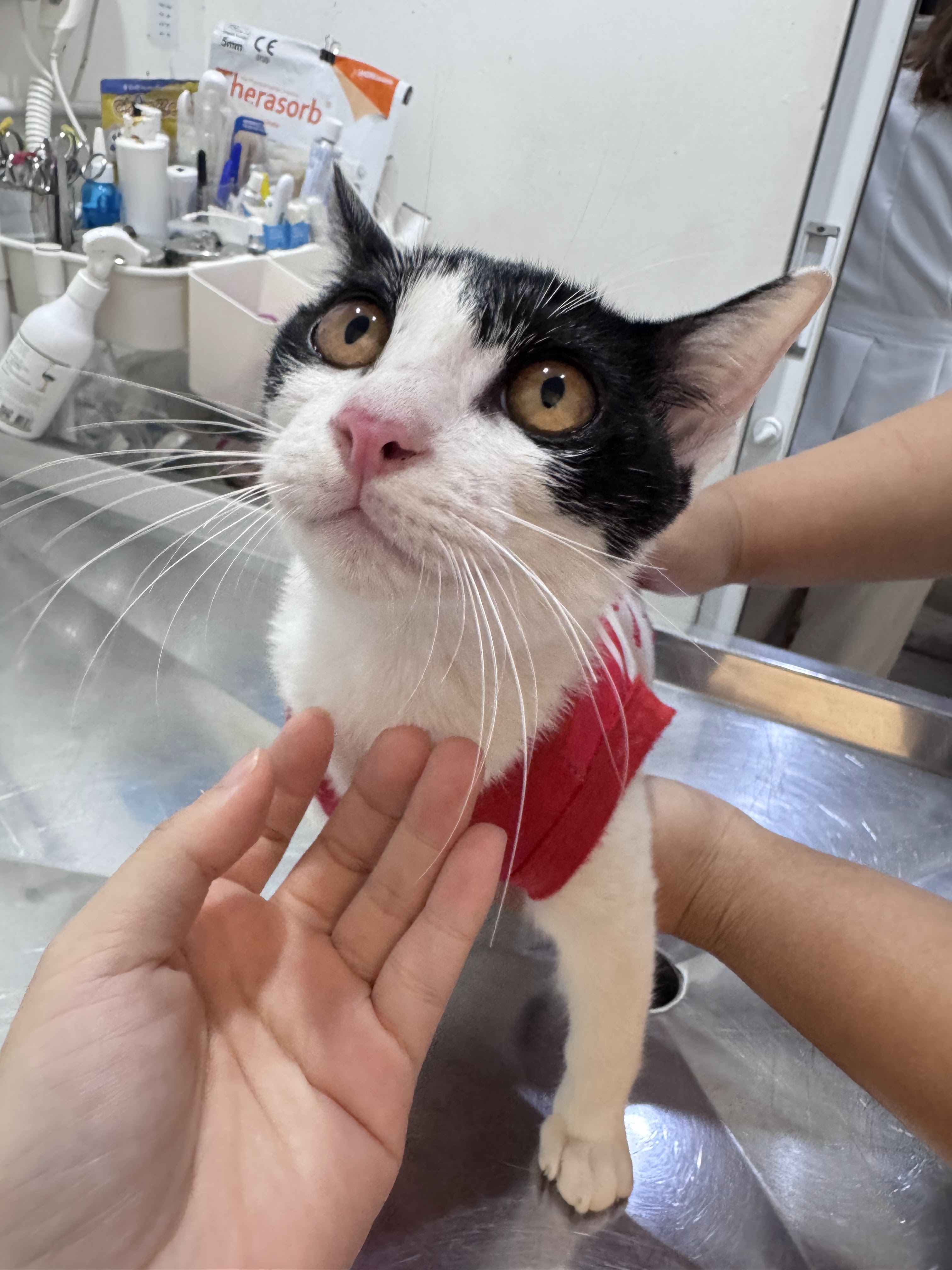 Clinic Doctor Tam Animal Treatment