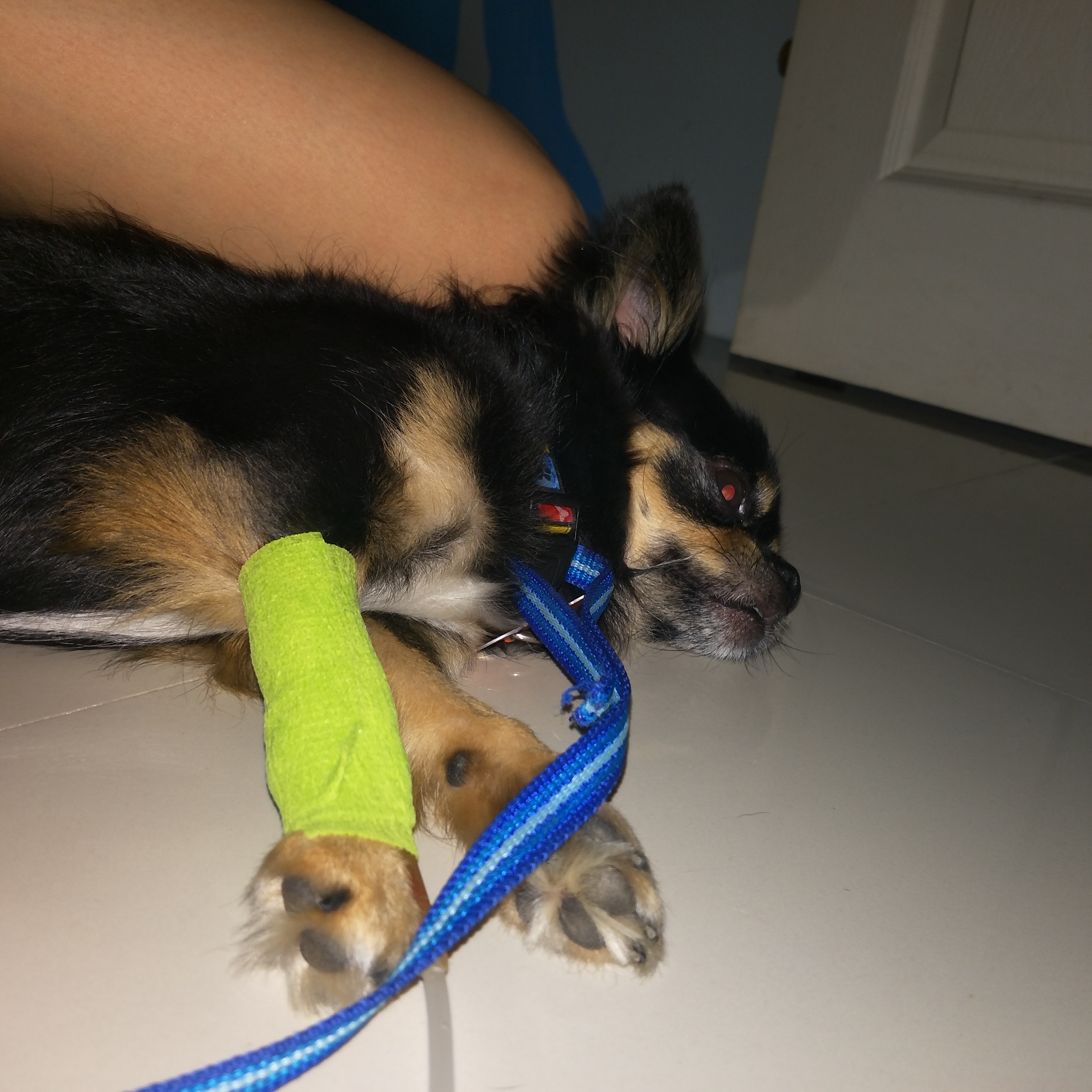 Praya Suren Animal Hospital