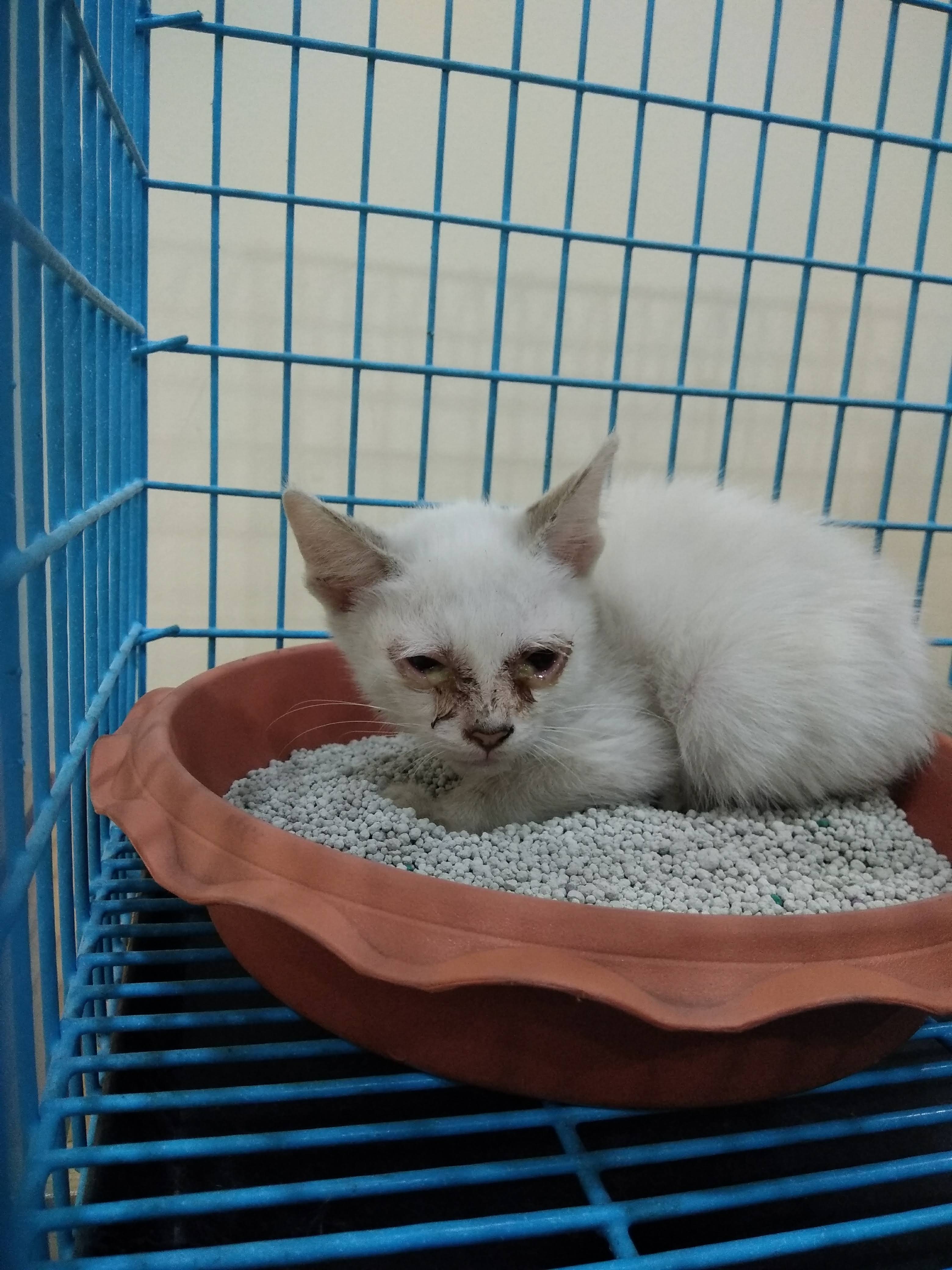 Land Act Animal Treatment