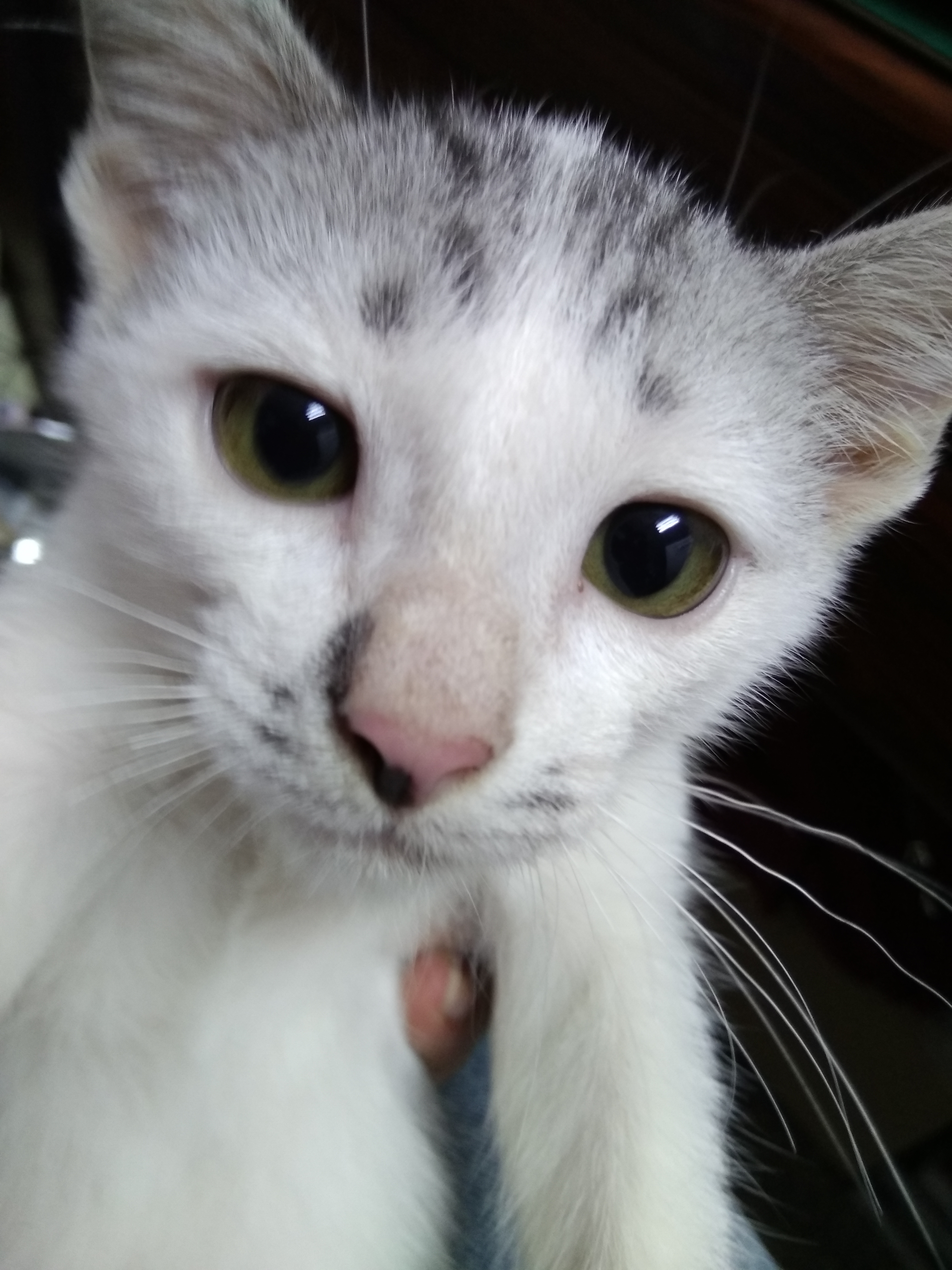 Eu Tawan Animal Clinic