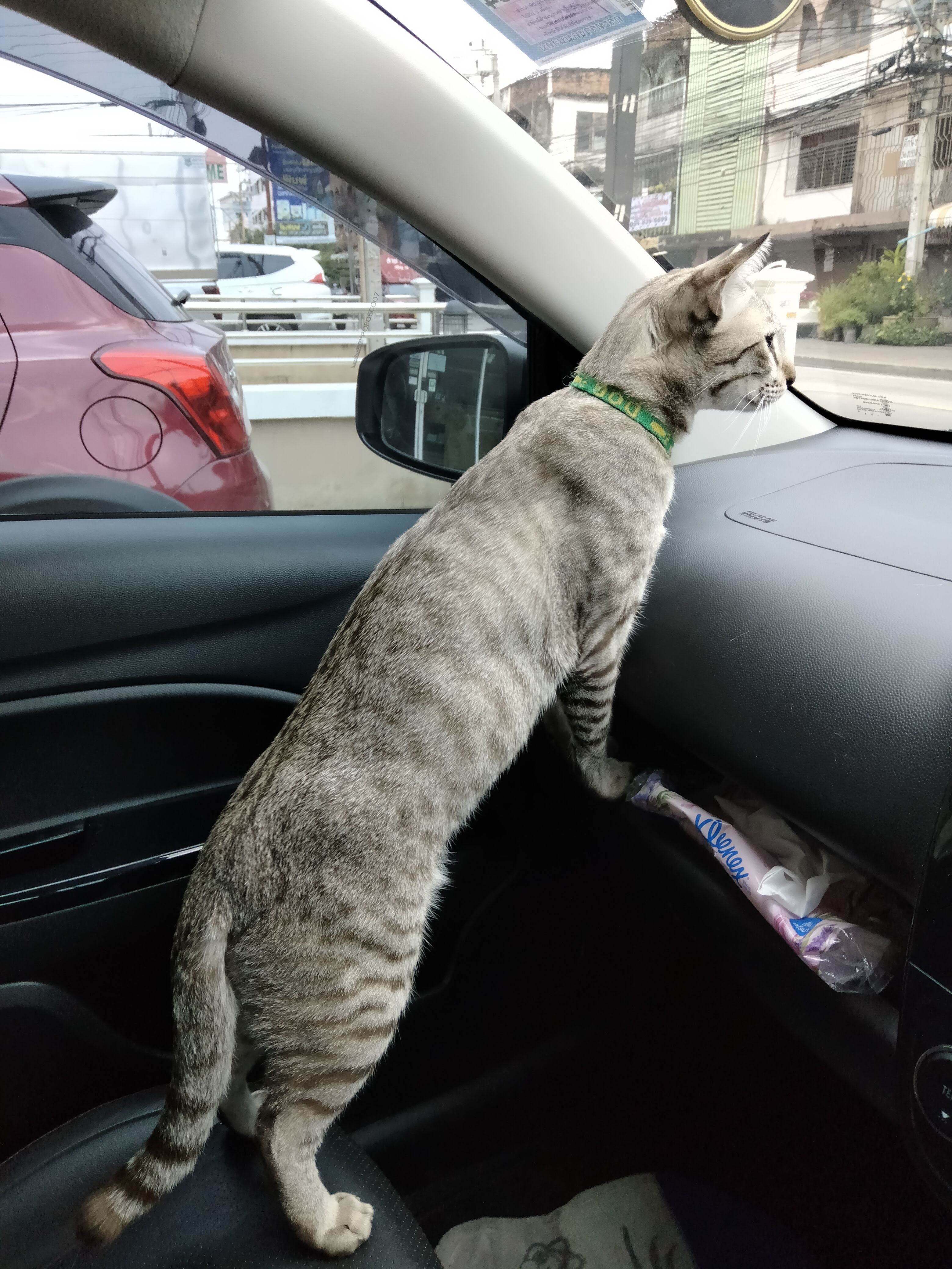 Perfect Pet Animal Hospital