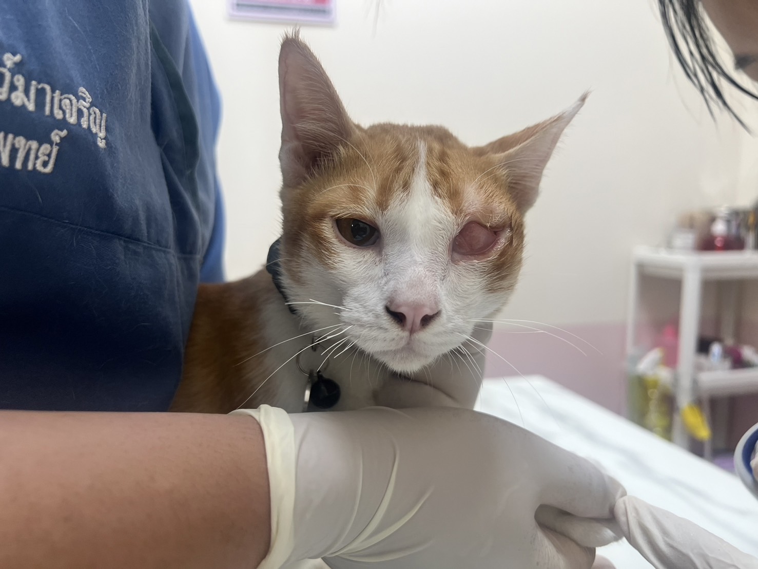 Macharoen Animal Hospital