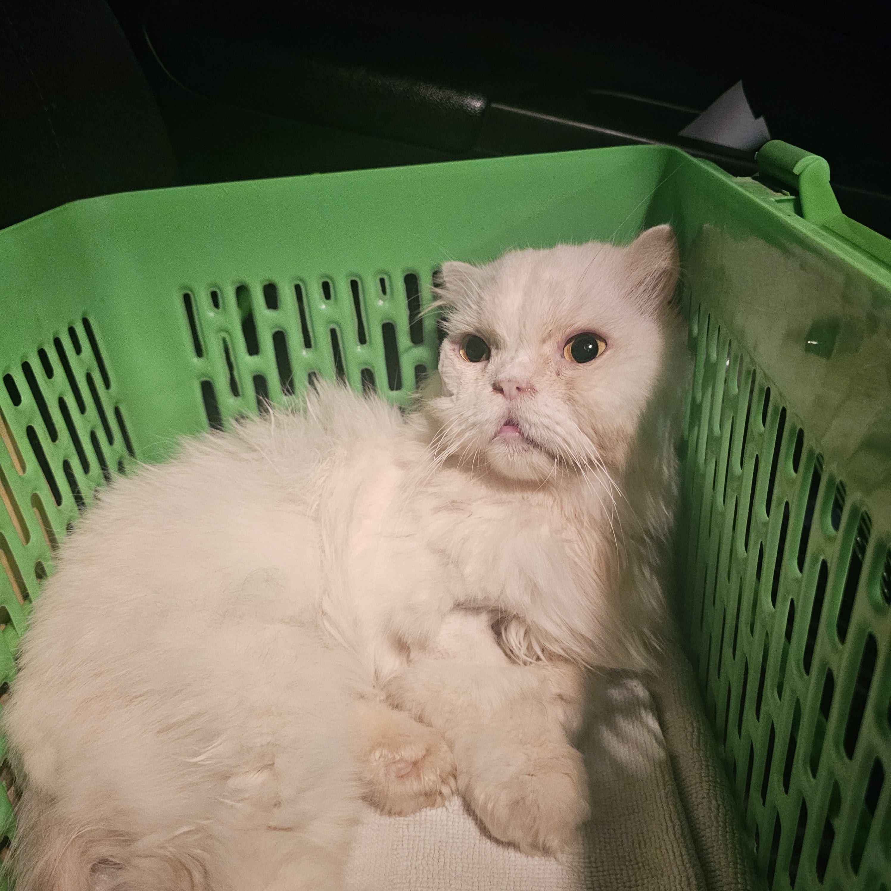 Veterinary Doctor