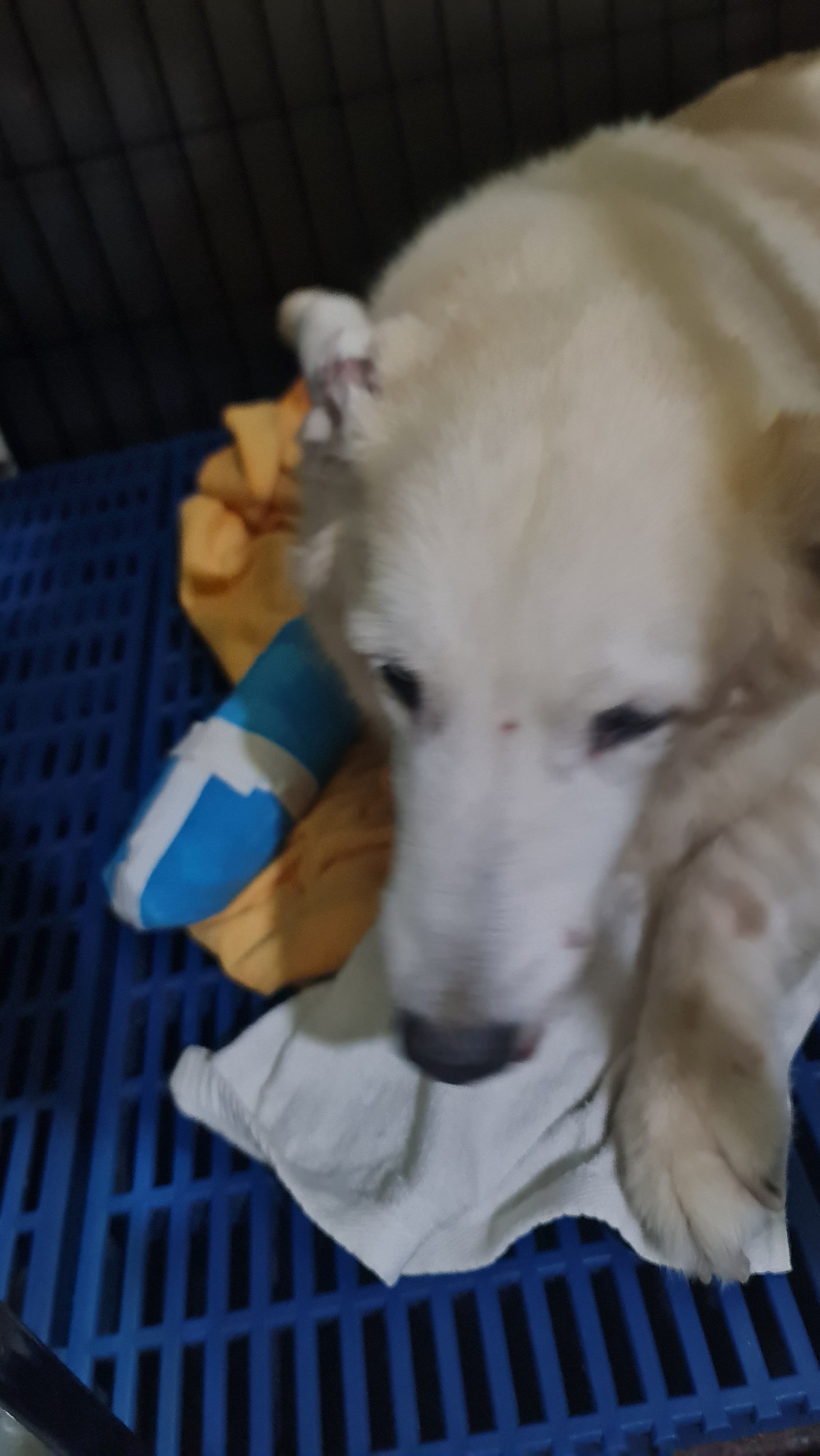 Ruammitr Pattana Animal Hospital