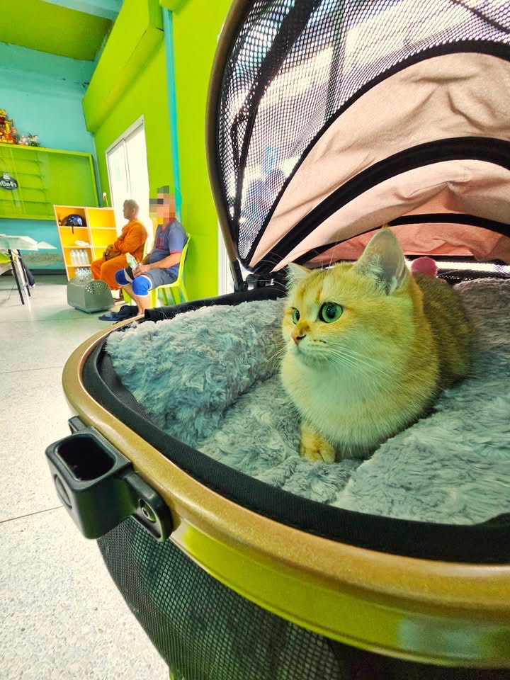 Phra Khanong Veterinary Clinic Sukhumvit Branch
