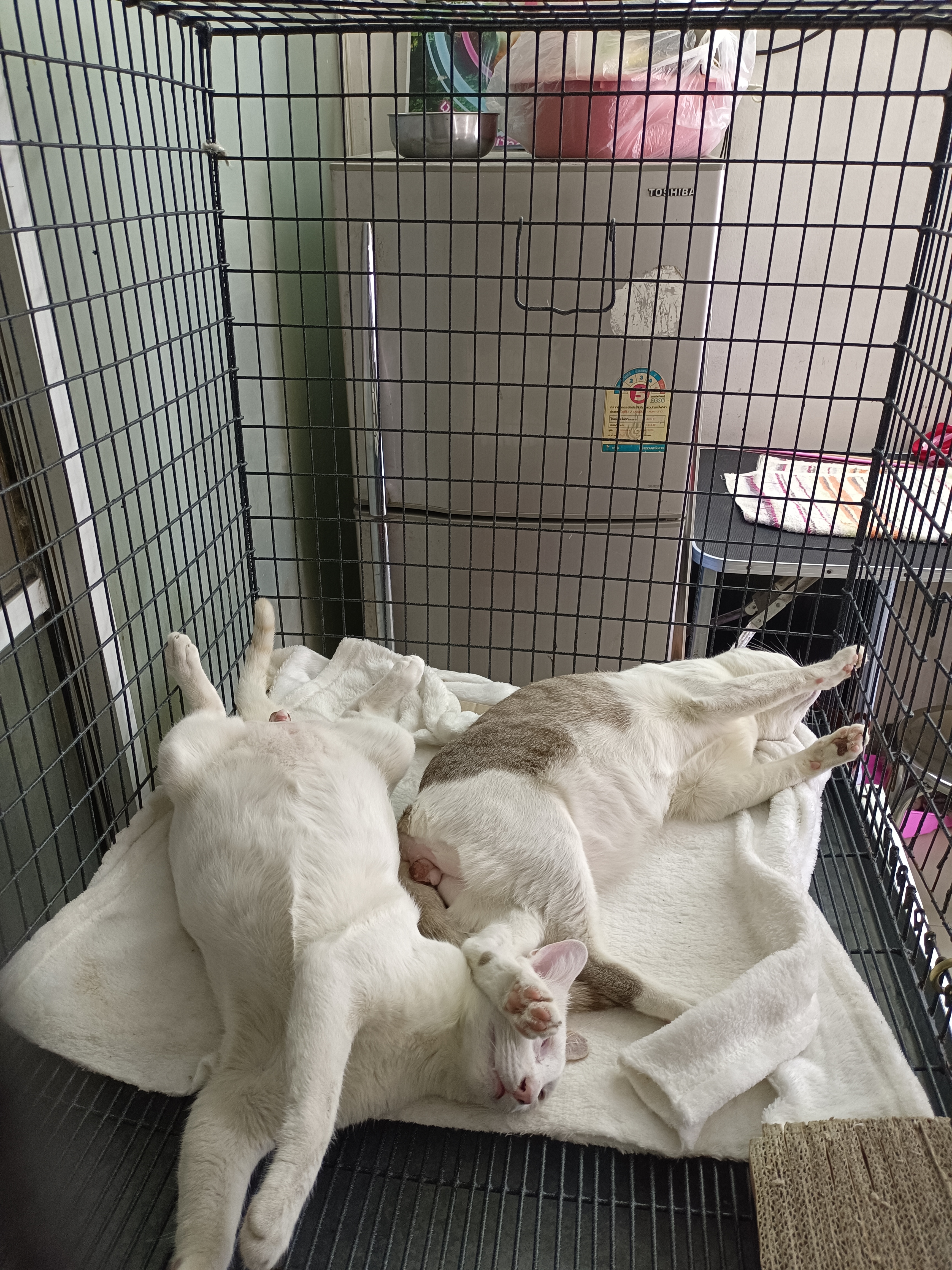 Buddy Pets Clinic