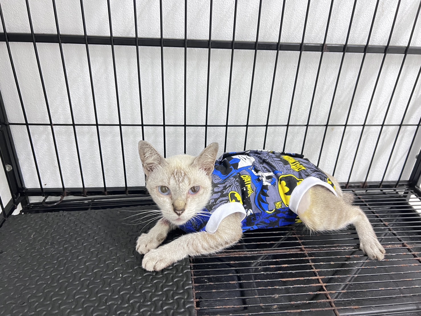 Veterinary Assistance