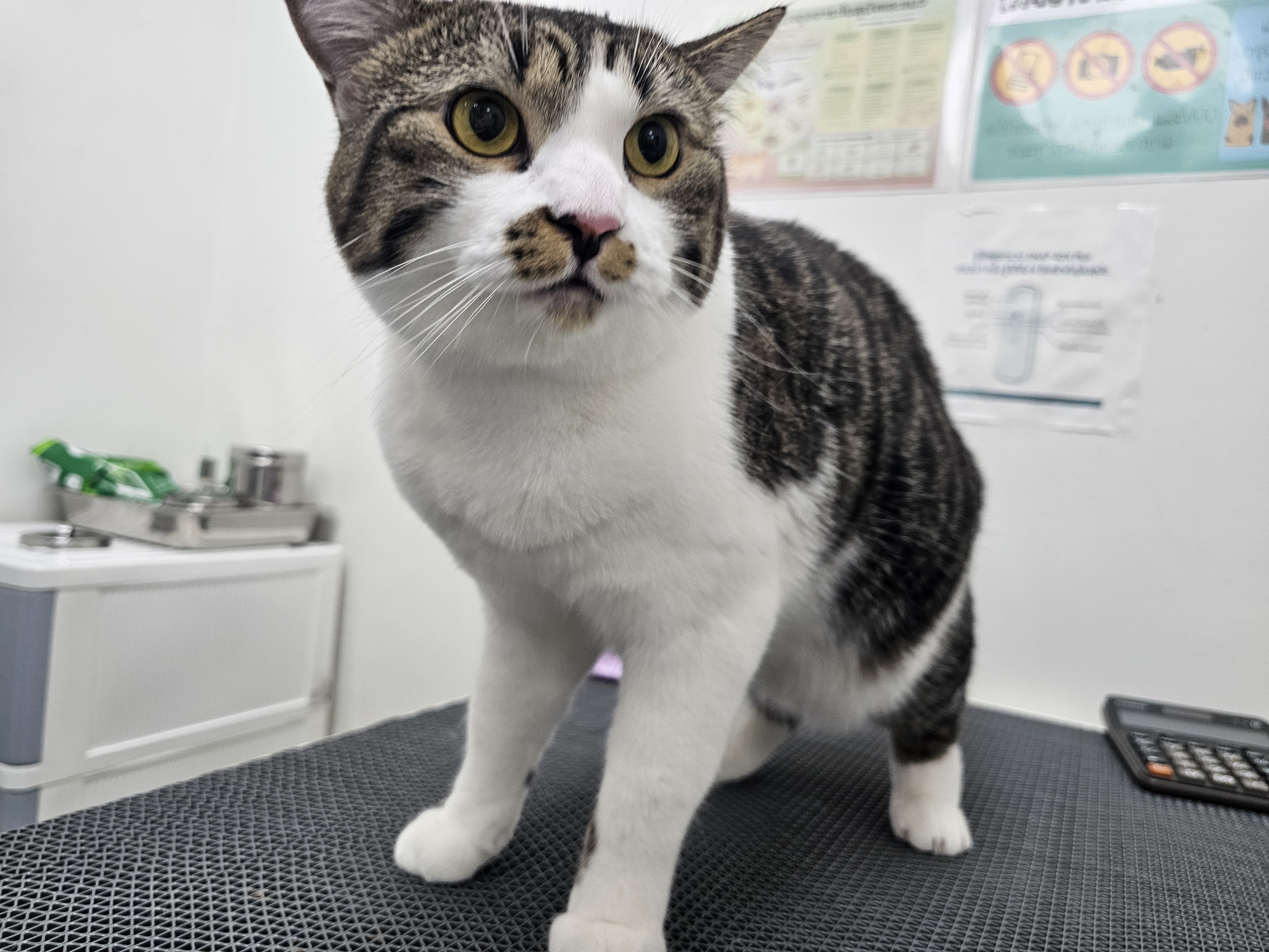 Animal Hospital Pho Kaew Animal Treatment