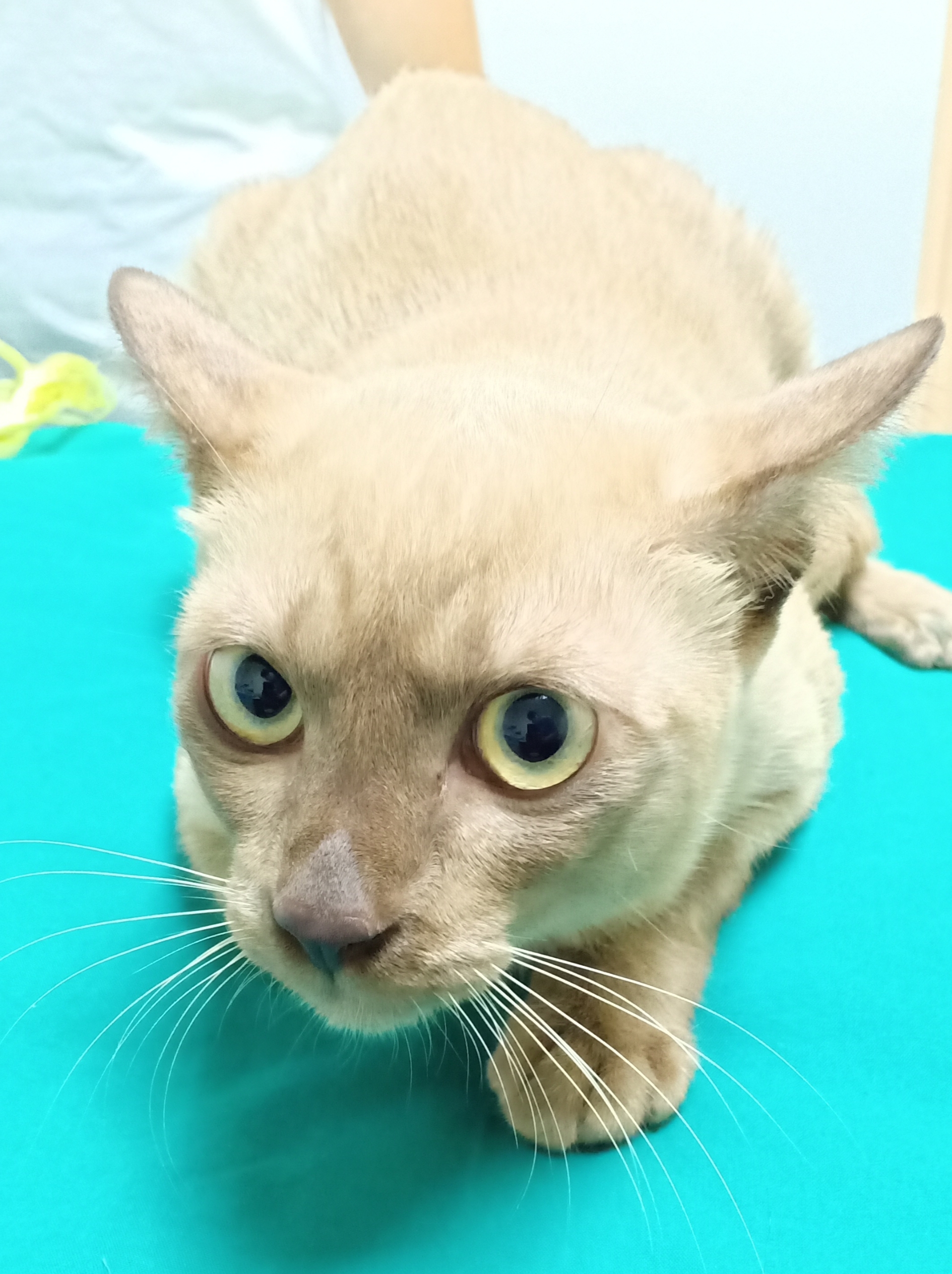 Bang Bon Clinic Loves Animals