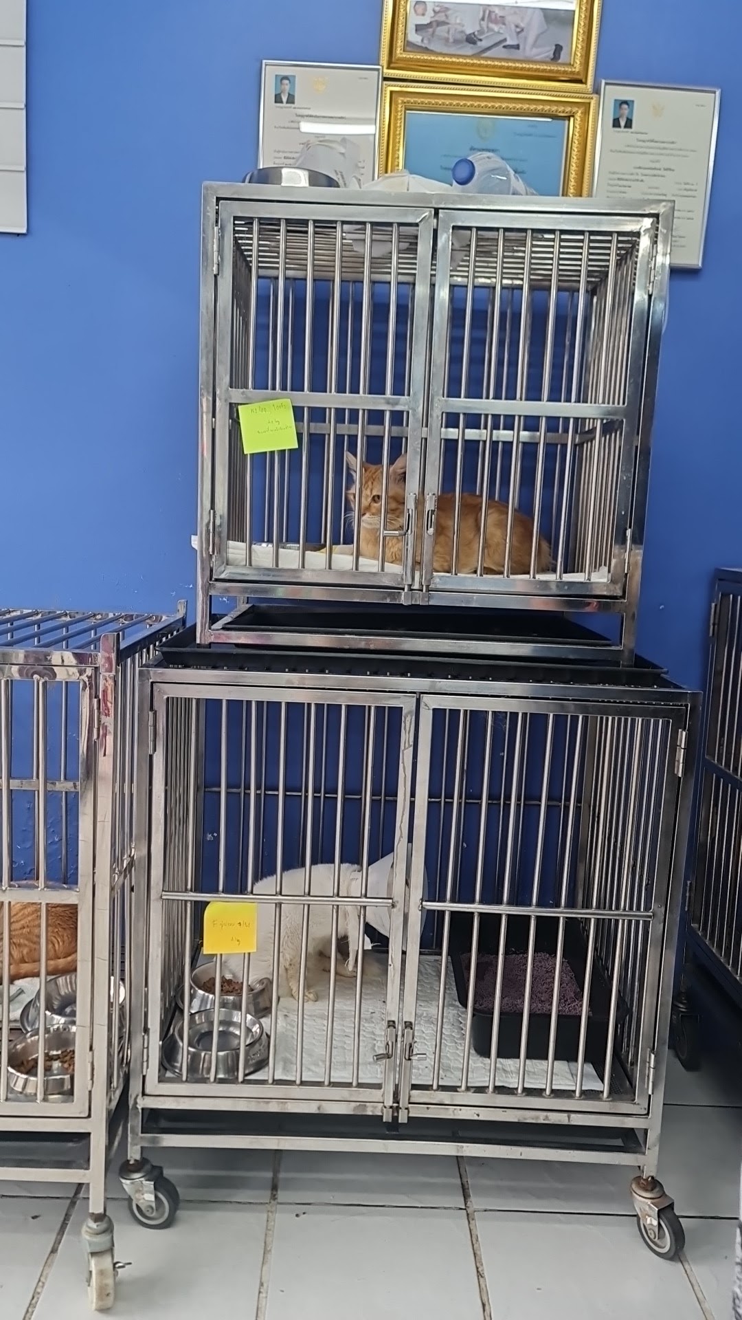 Tha Phra Animal Hospital