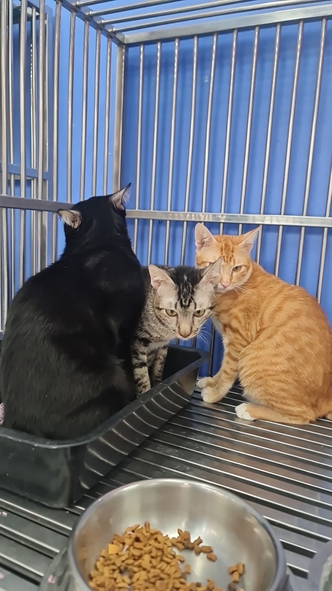 Tha Phra Animal Hospital