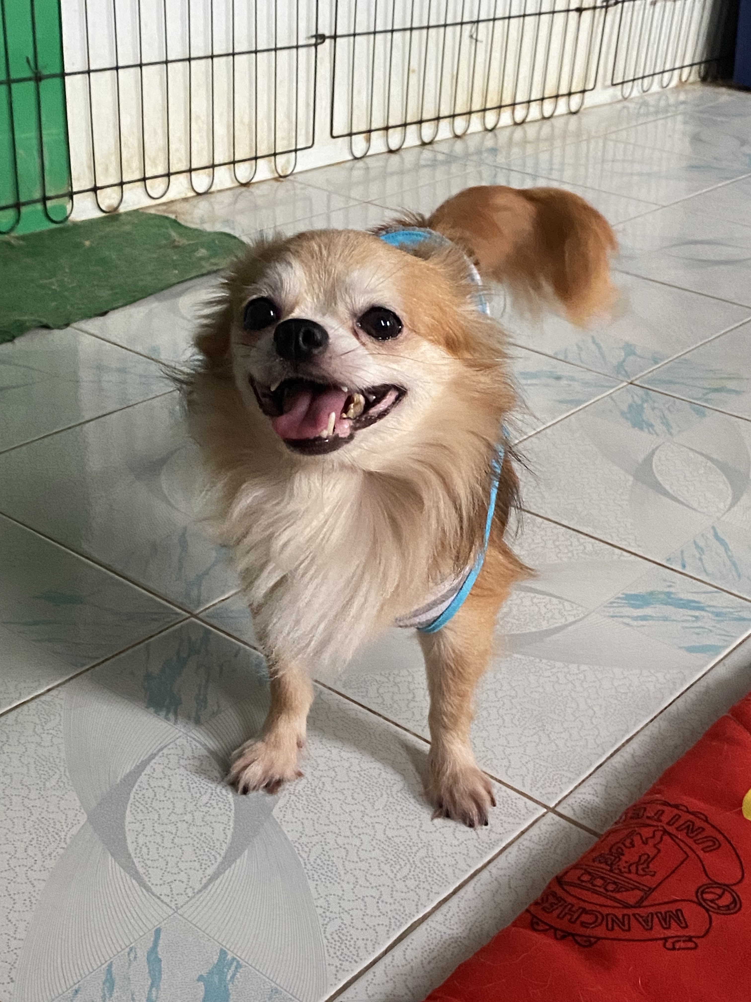 Thai Raman Veterinary Clinic