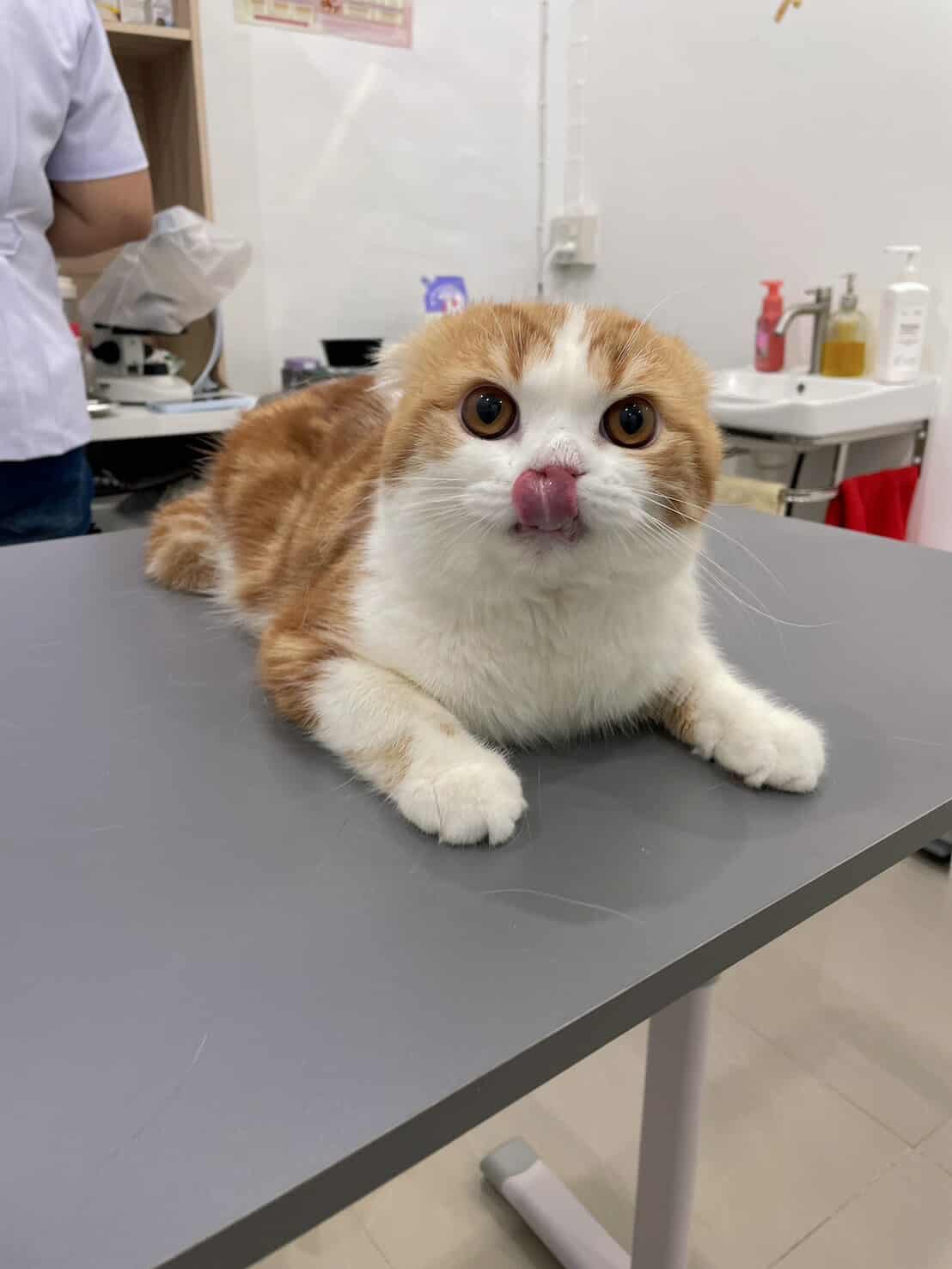 Pet Care Animal Clinic Talat Phlu