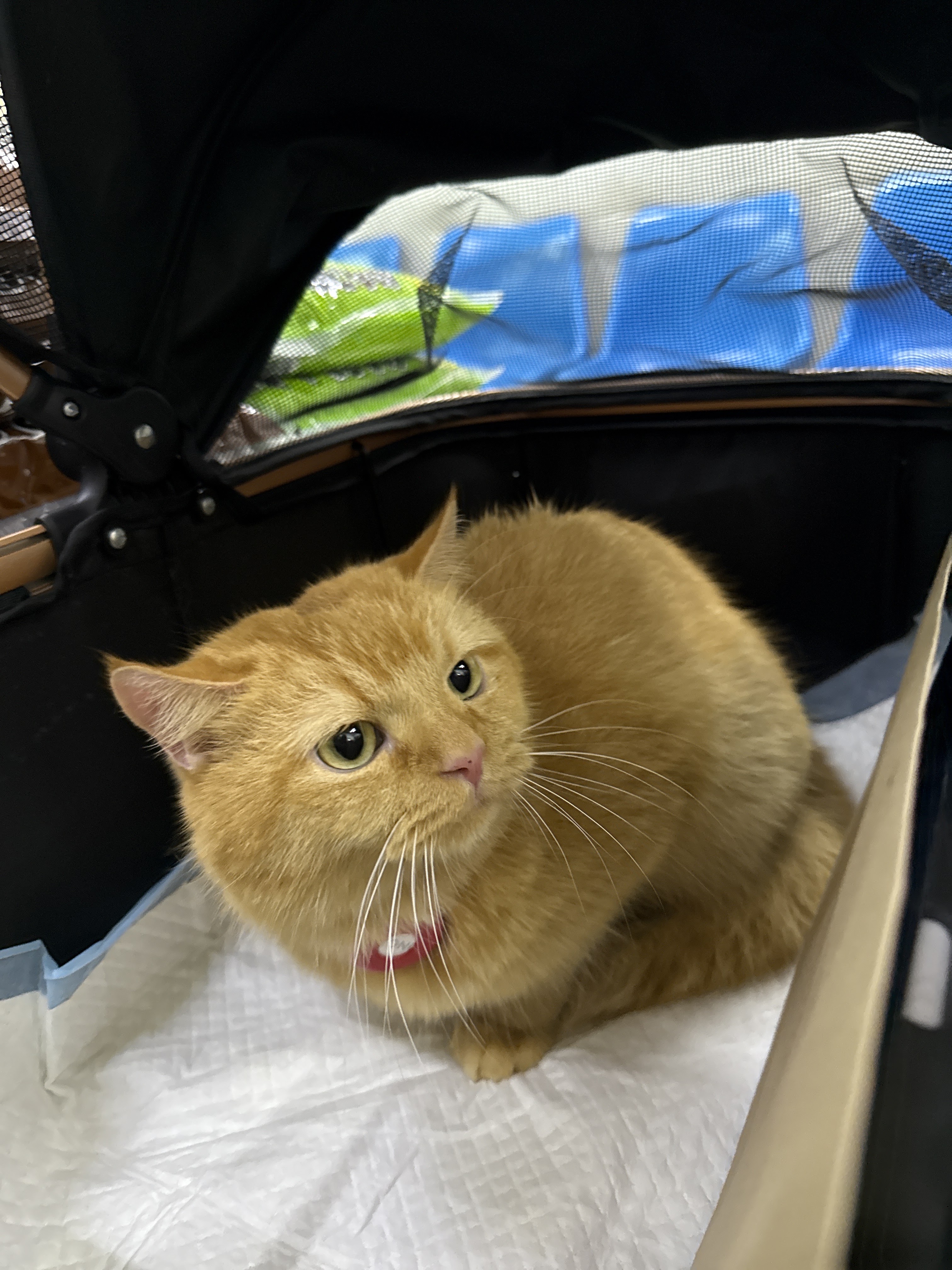 Pet Home Clinic Chamber of Commerce