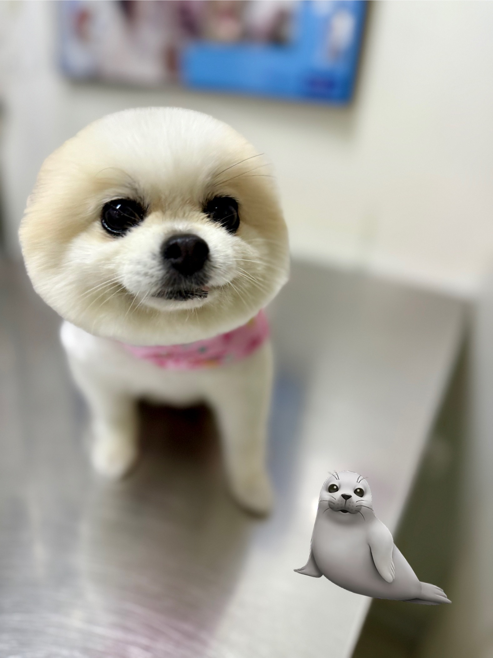 Pet Home Clinic Chamber of Commerce