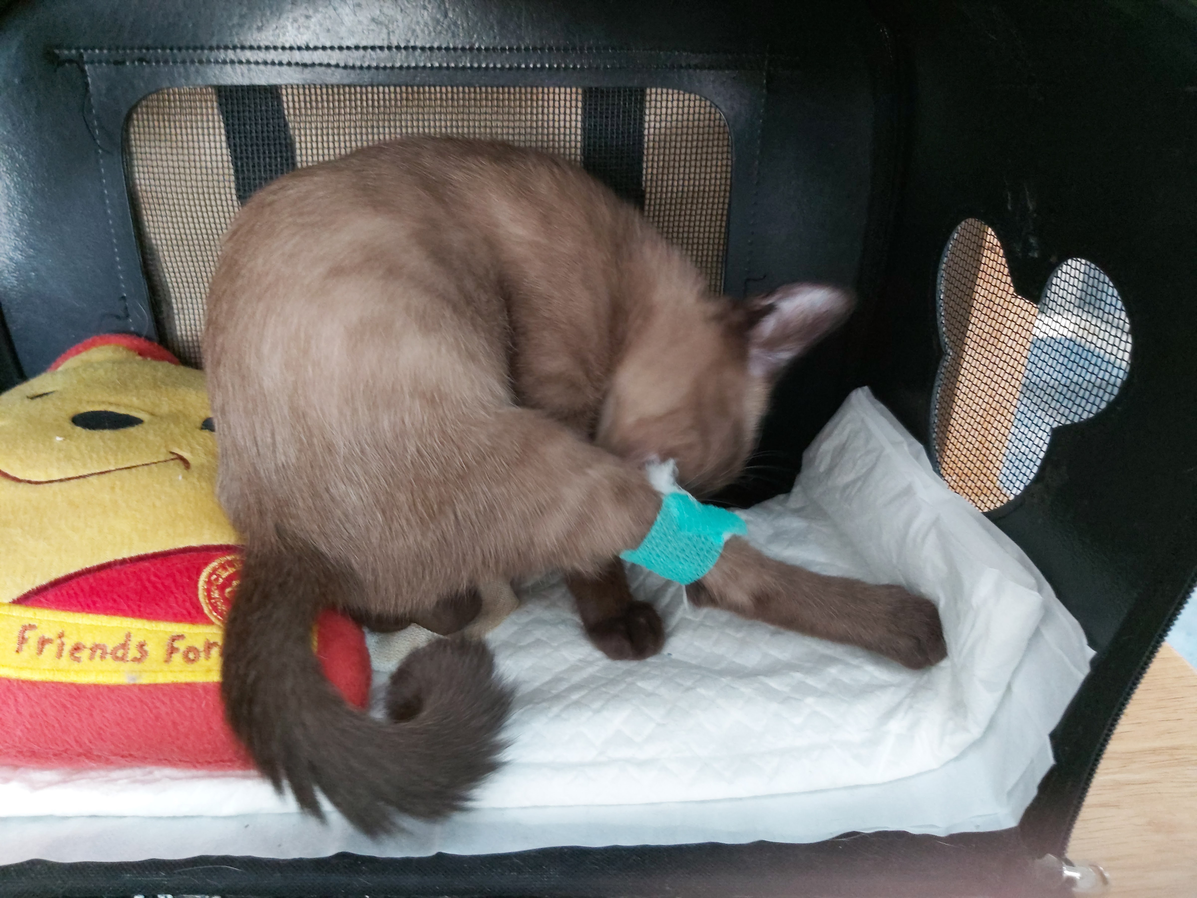 DC Animal Clinic