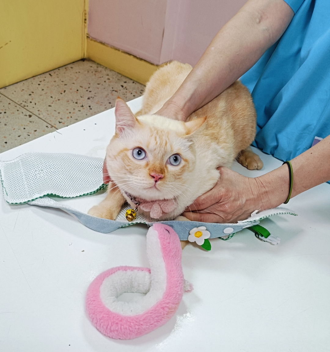 Animal Medicine Clinic