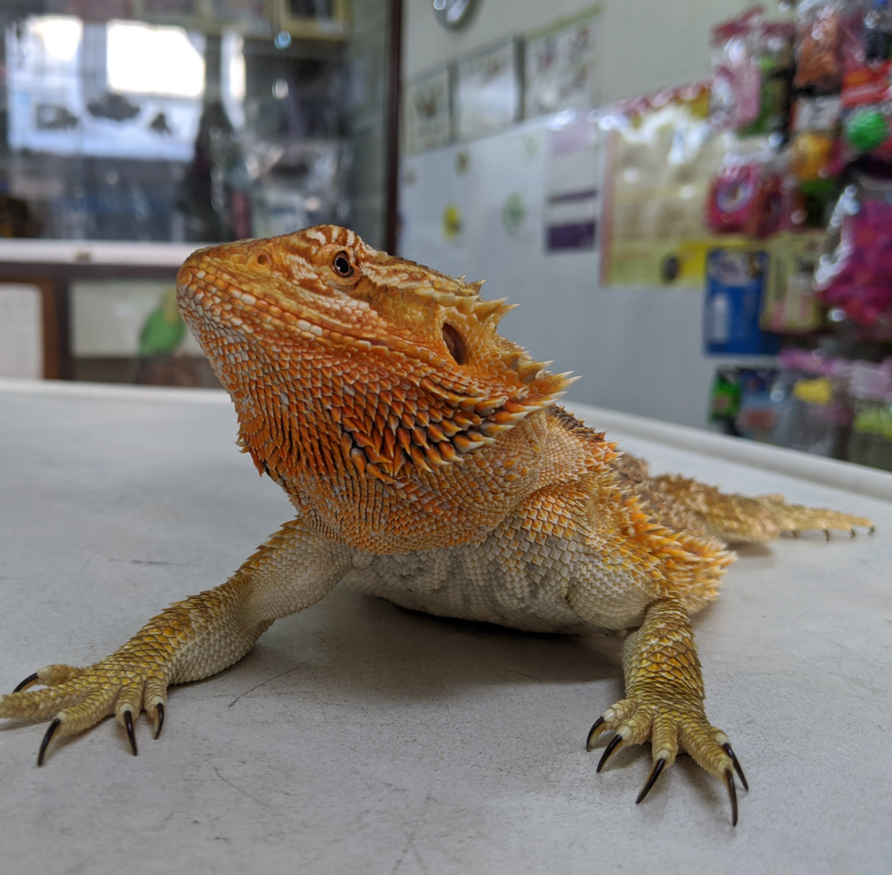 Jirasak Veterinary Office