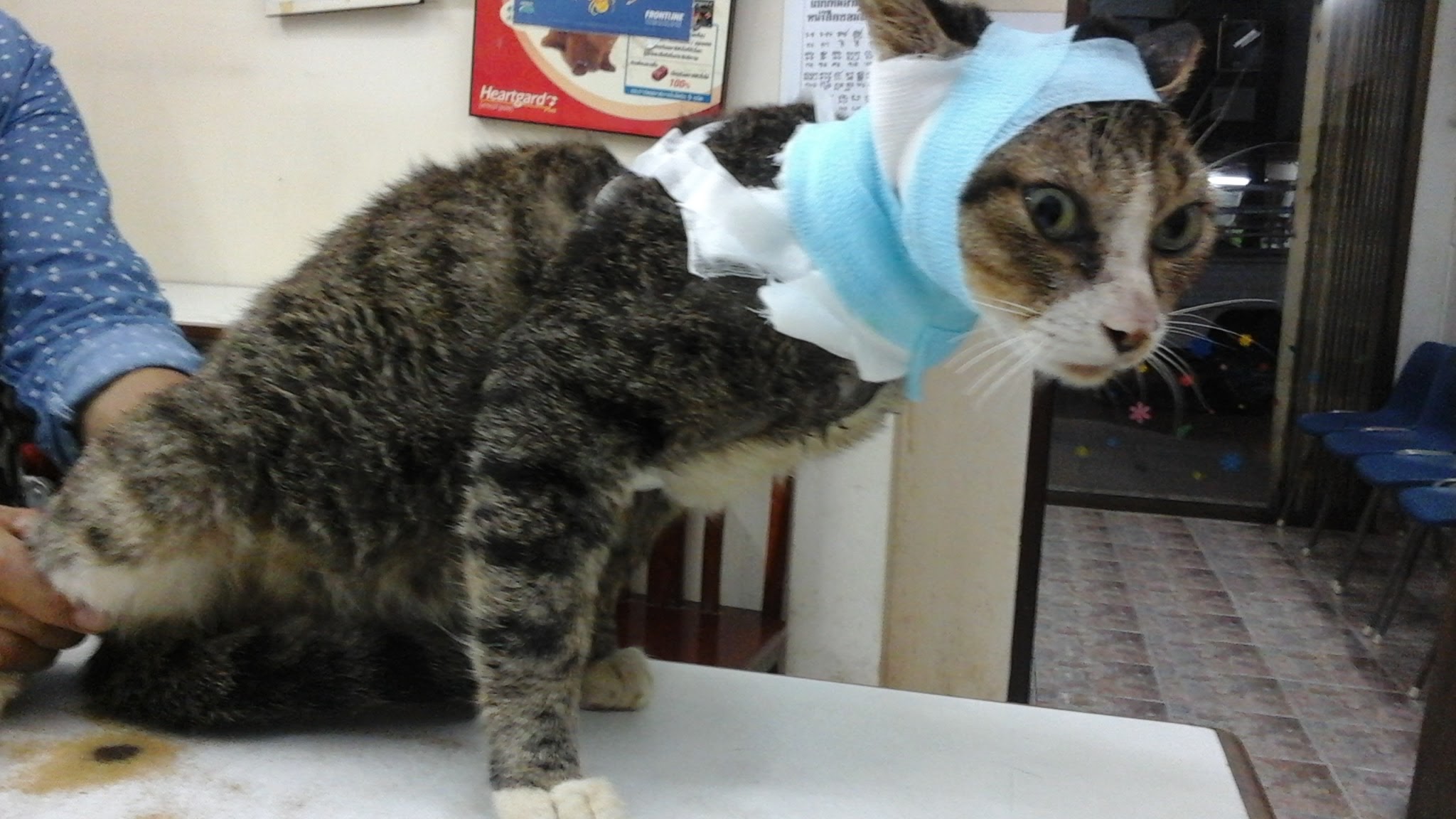 Bang Pho Veterinarian
