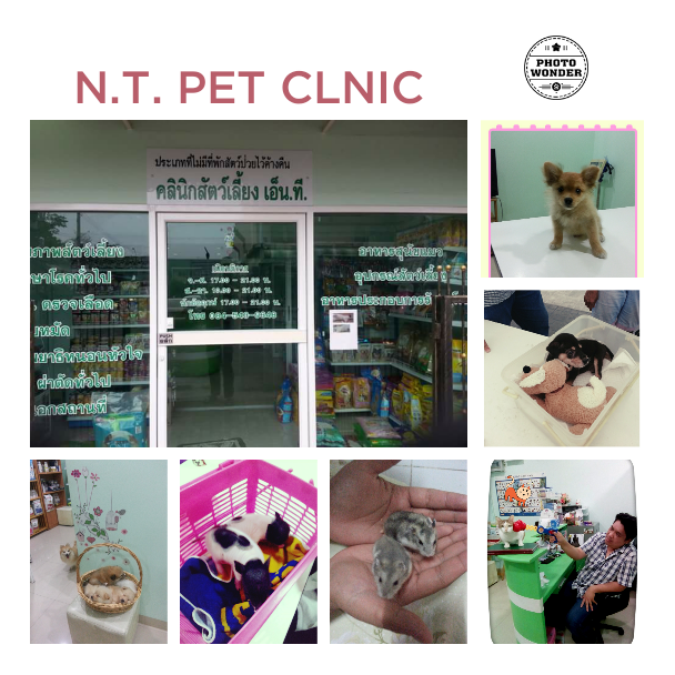 Pet Clinic N.T