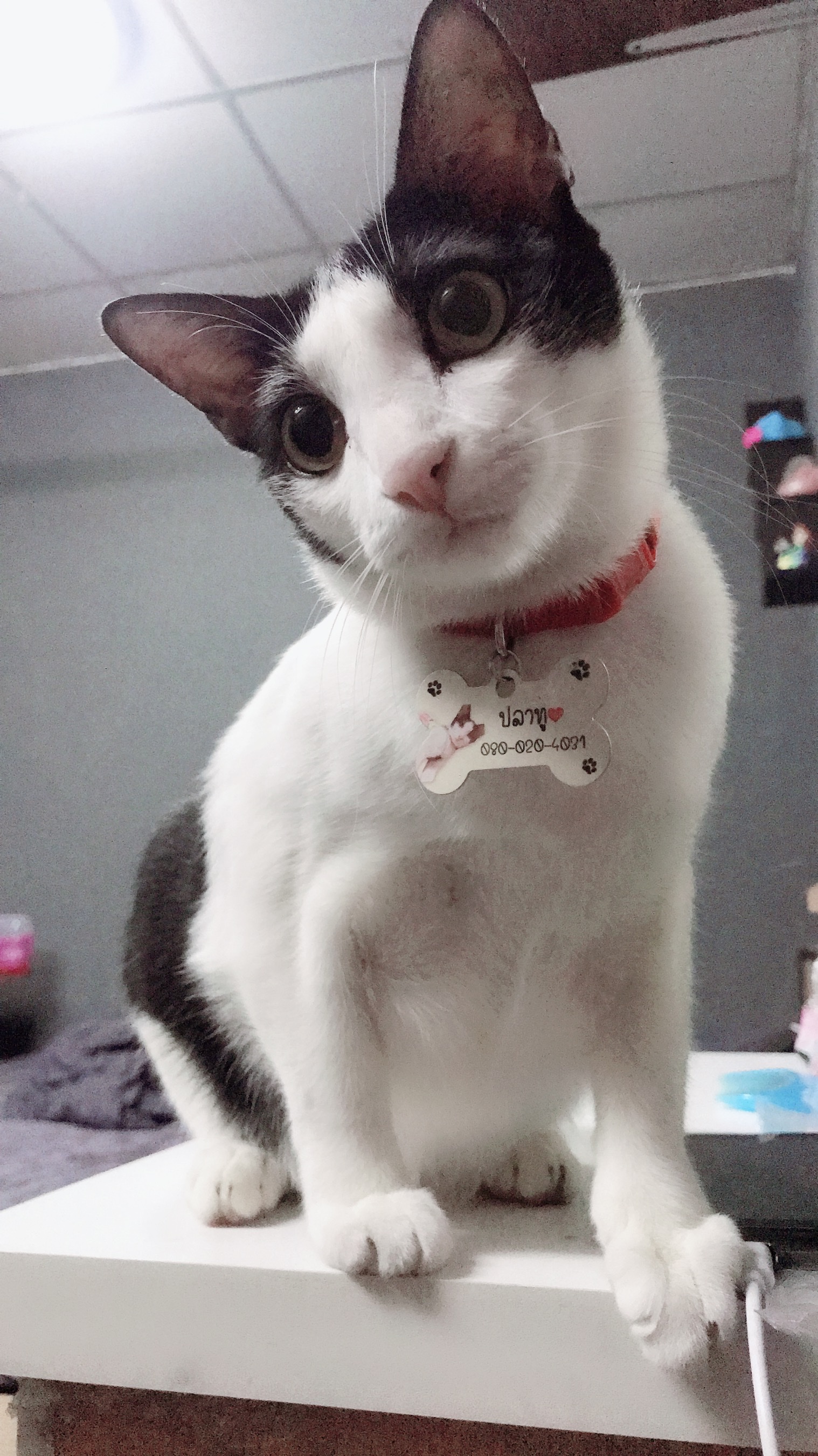 Pet Clinic N.T