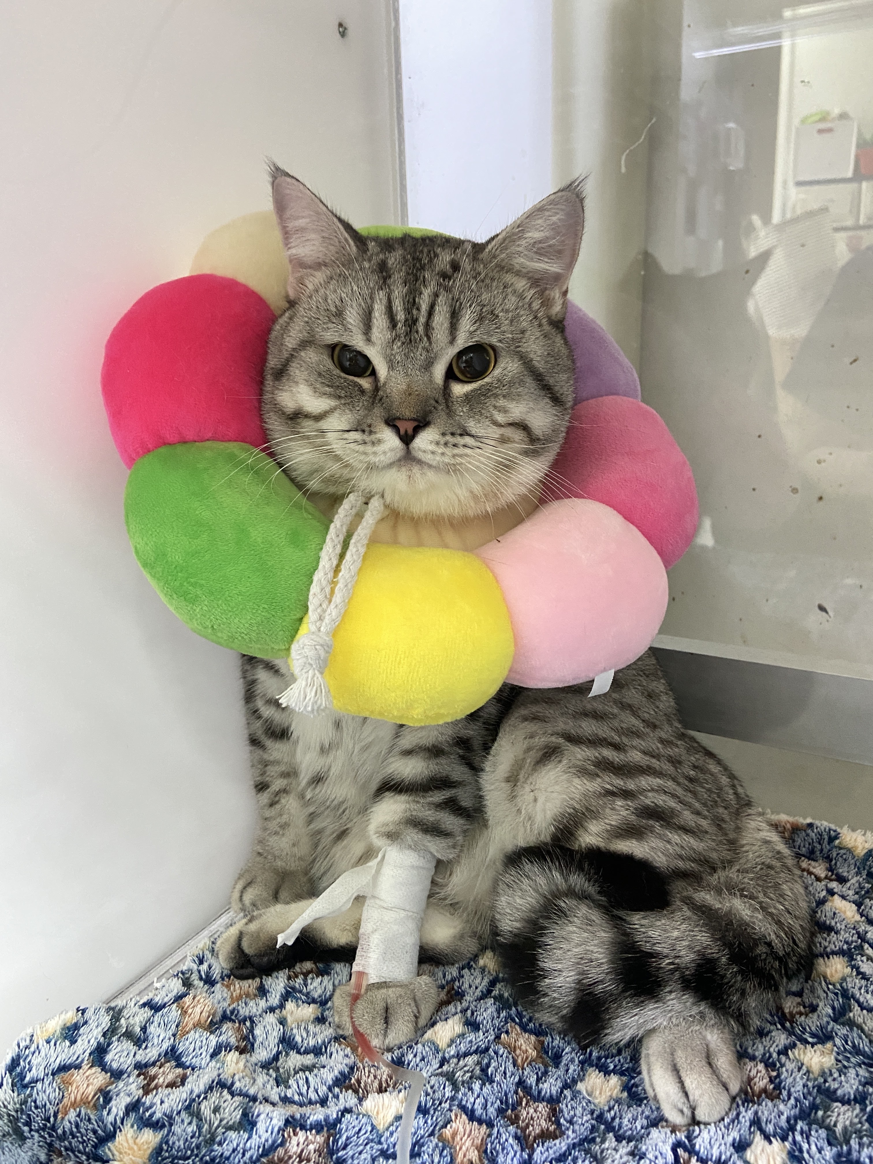 Sawamitr Animal Hospital