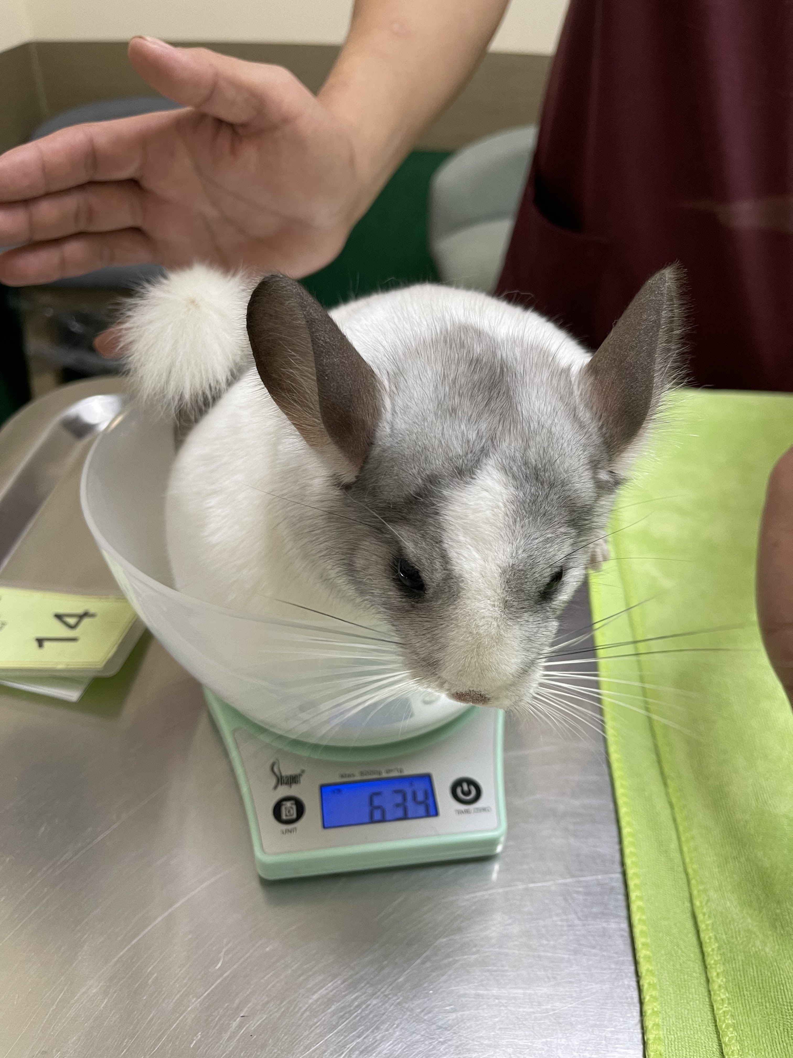 Platinum Animal Hospital