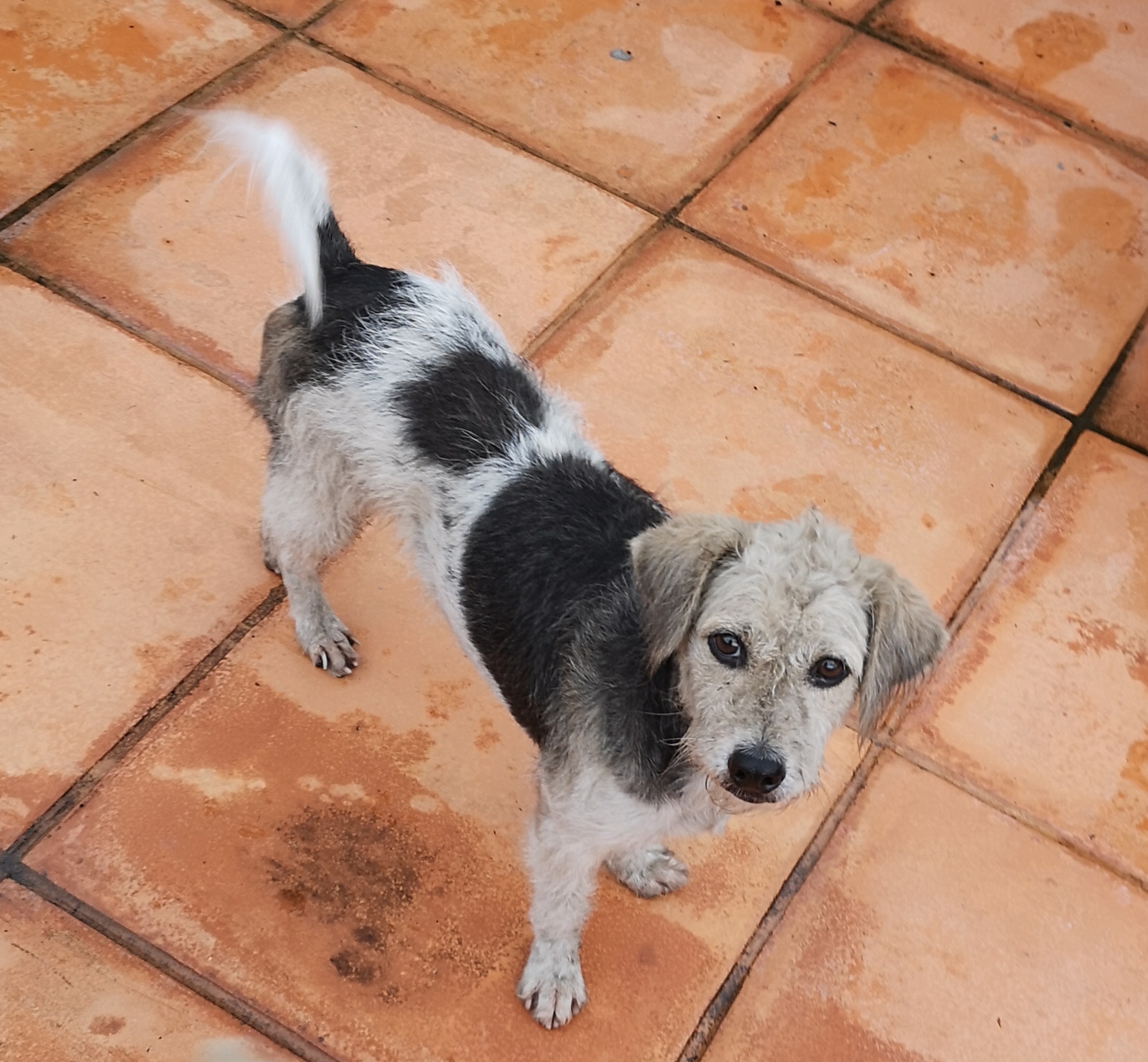 Bang Po Pet Clinic