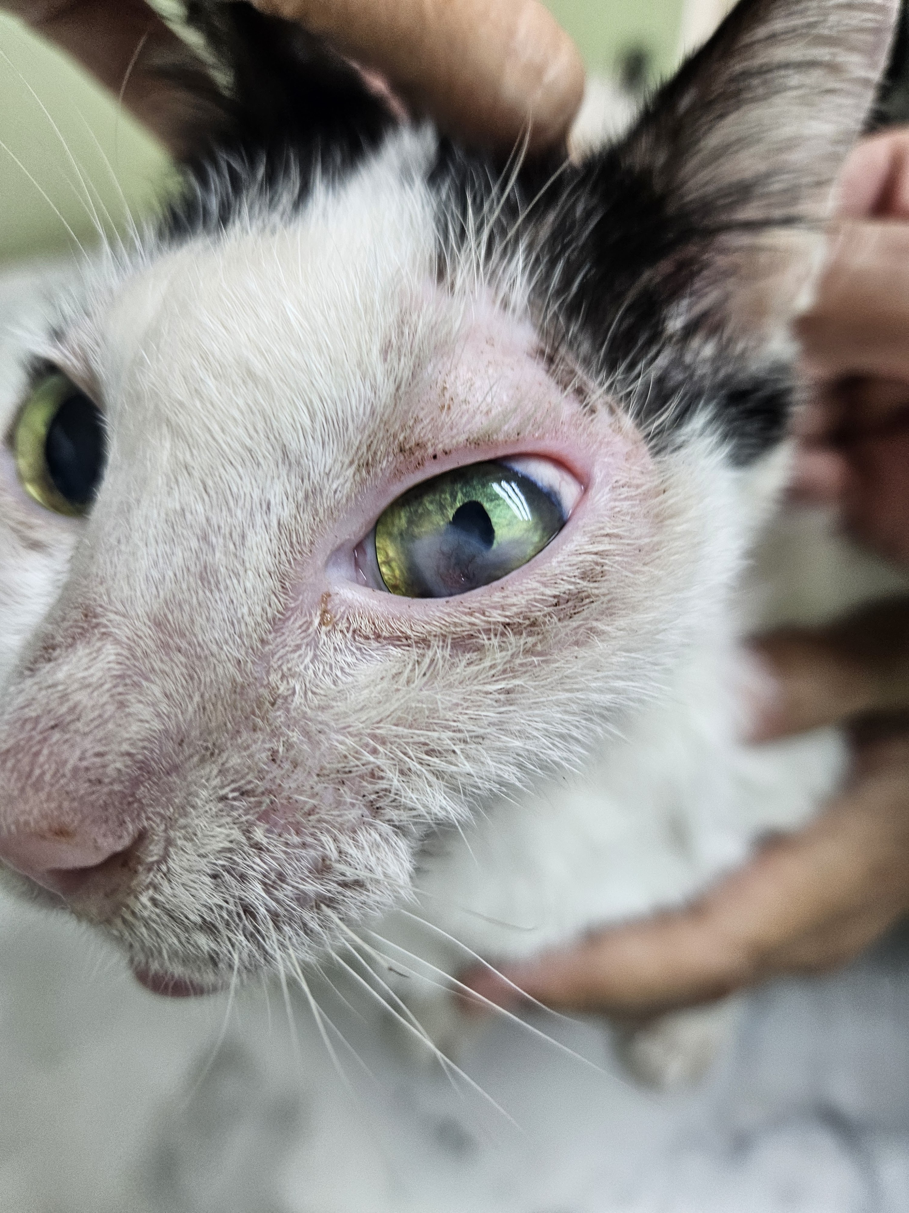 Thonburi Veterinary Clinic