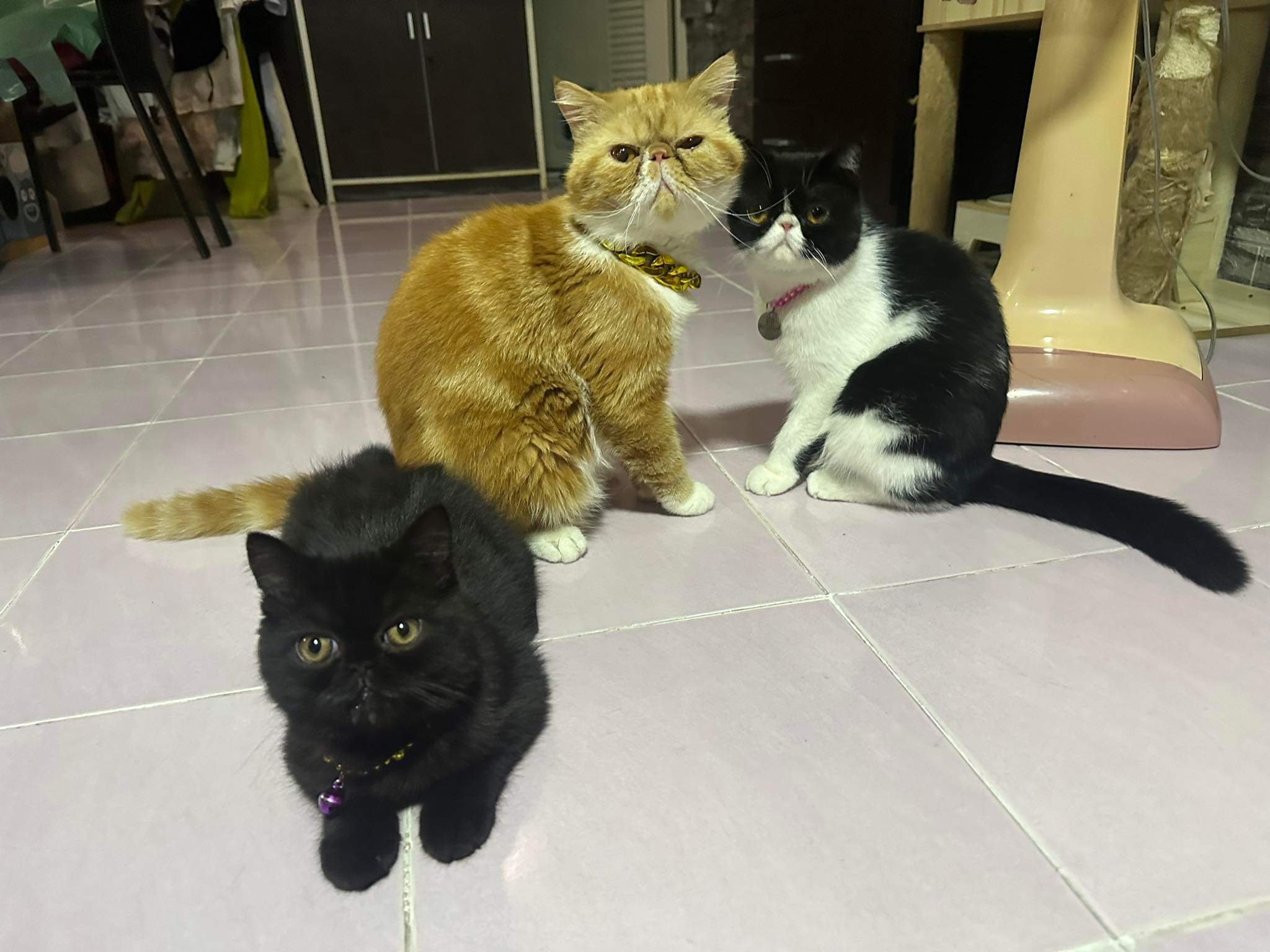 Panrak Veterinary Clinic
